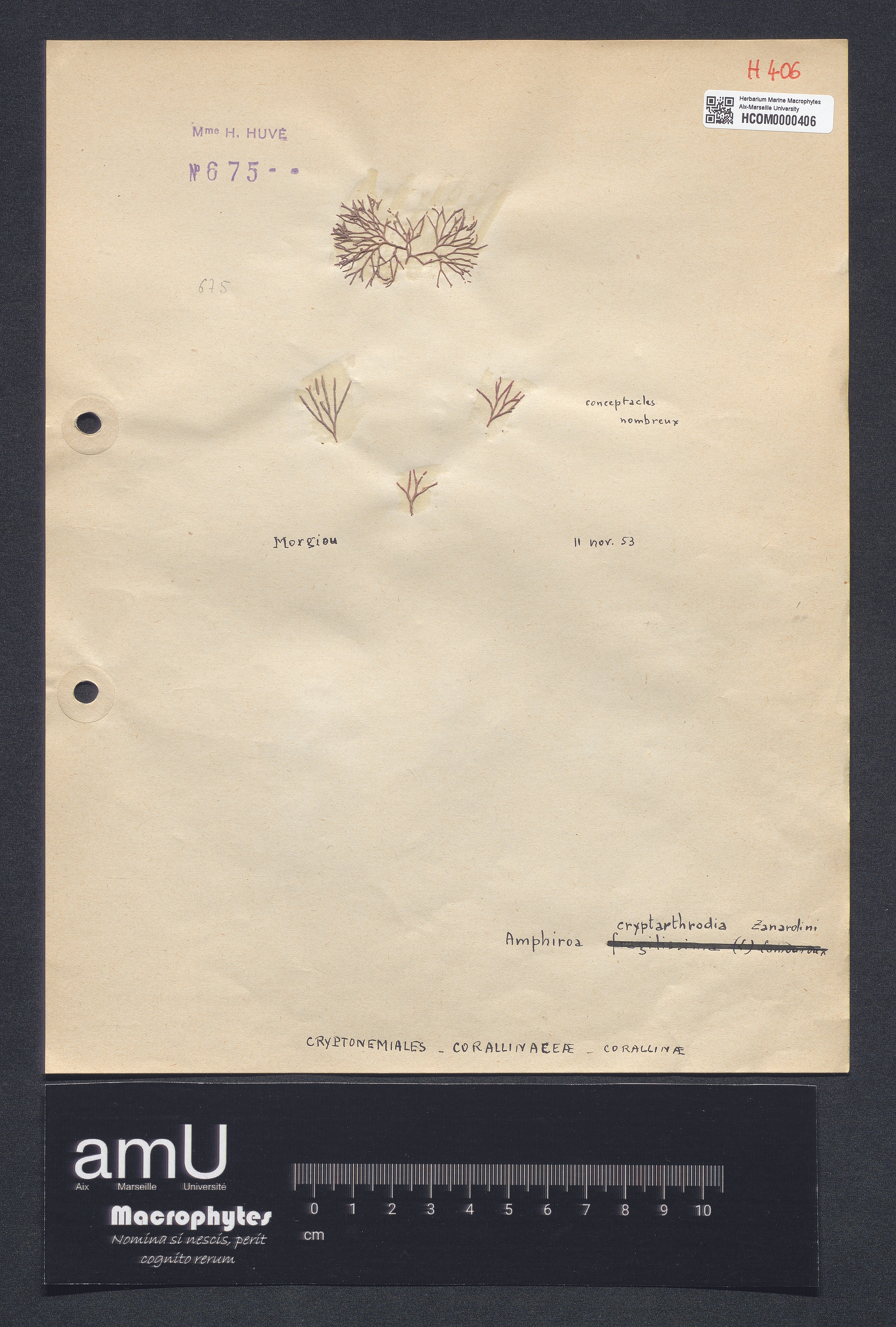 Amphiroa cryptarthrodia specimen