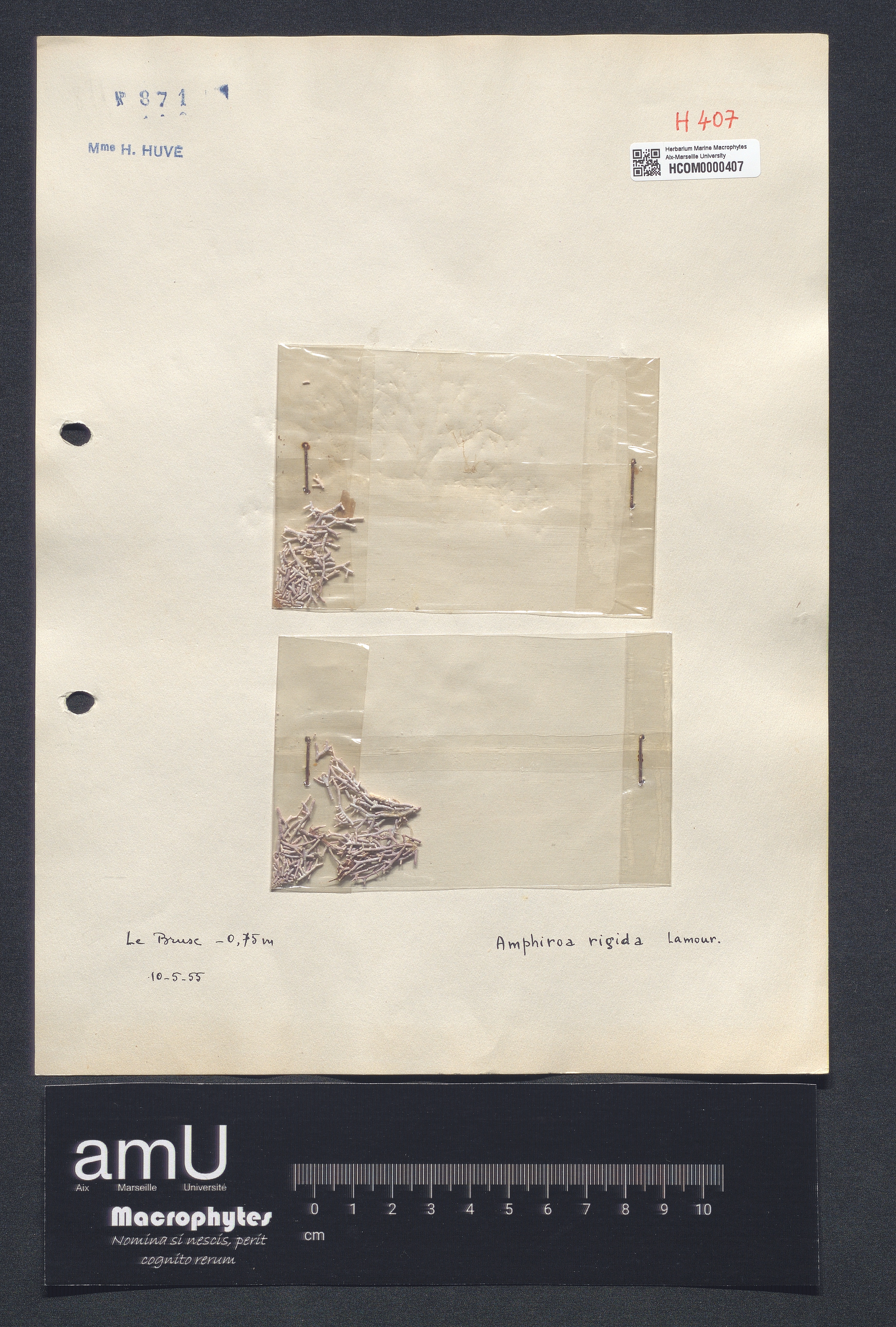 Amphiroa rigida specimen
