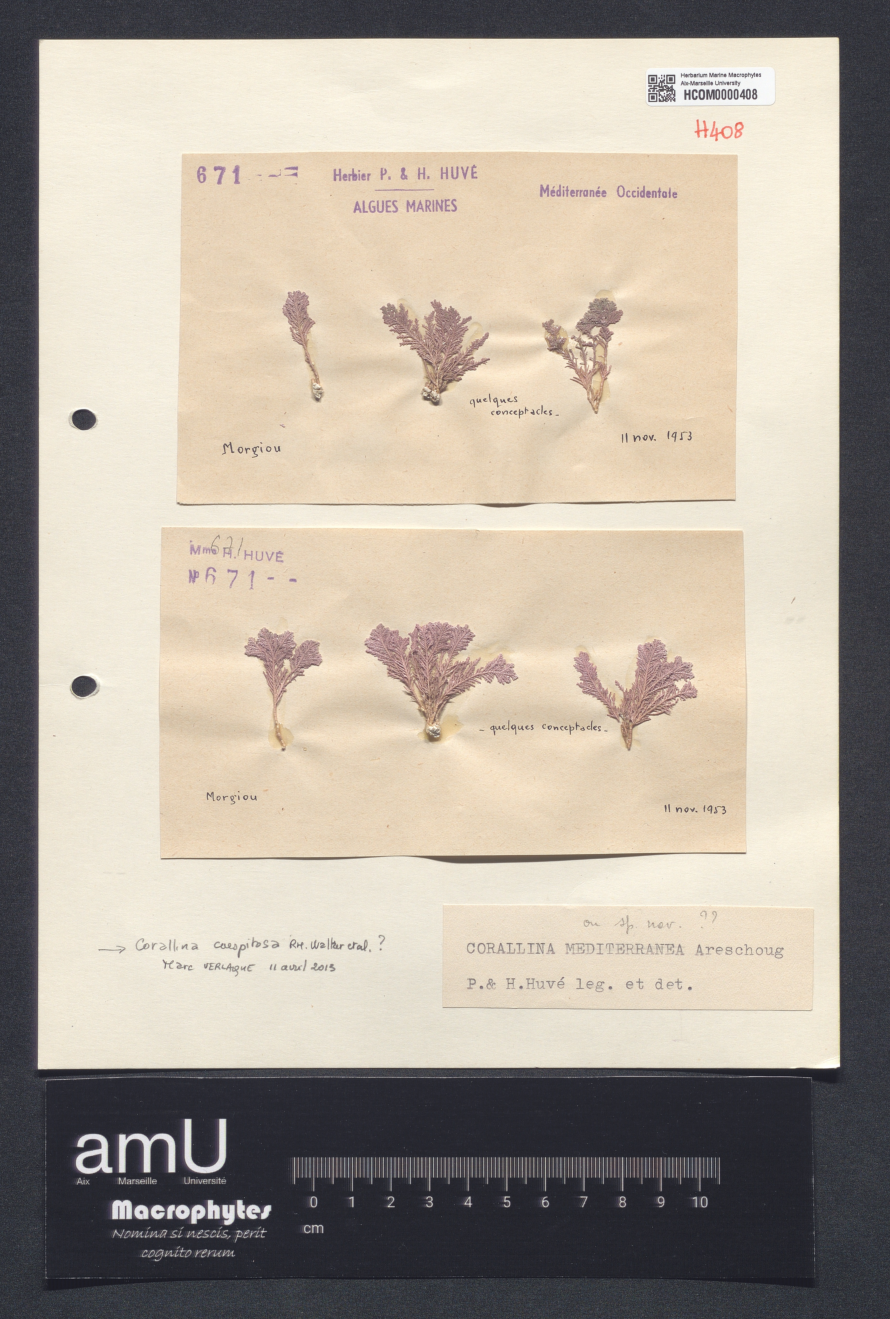 Corallina mediterranea specimen