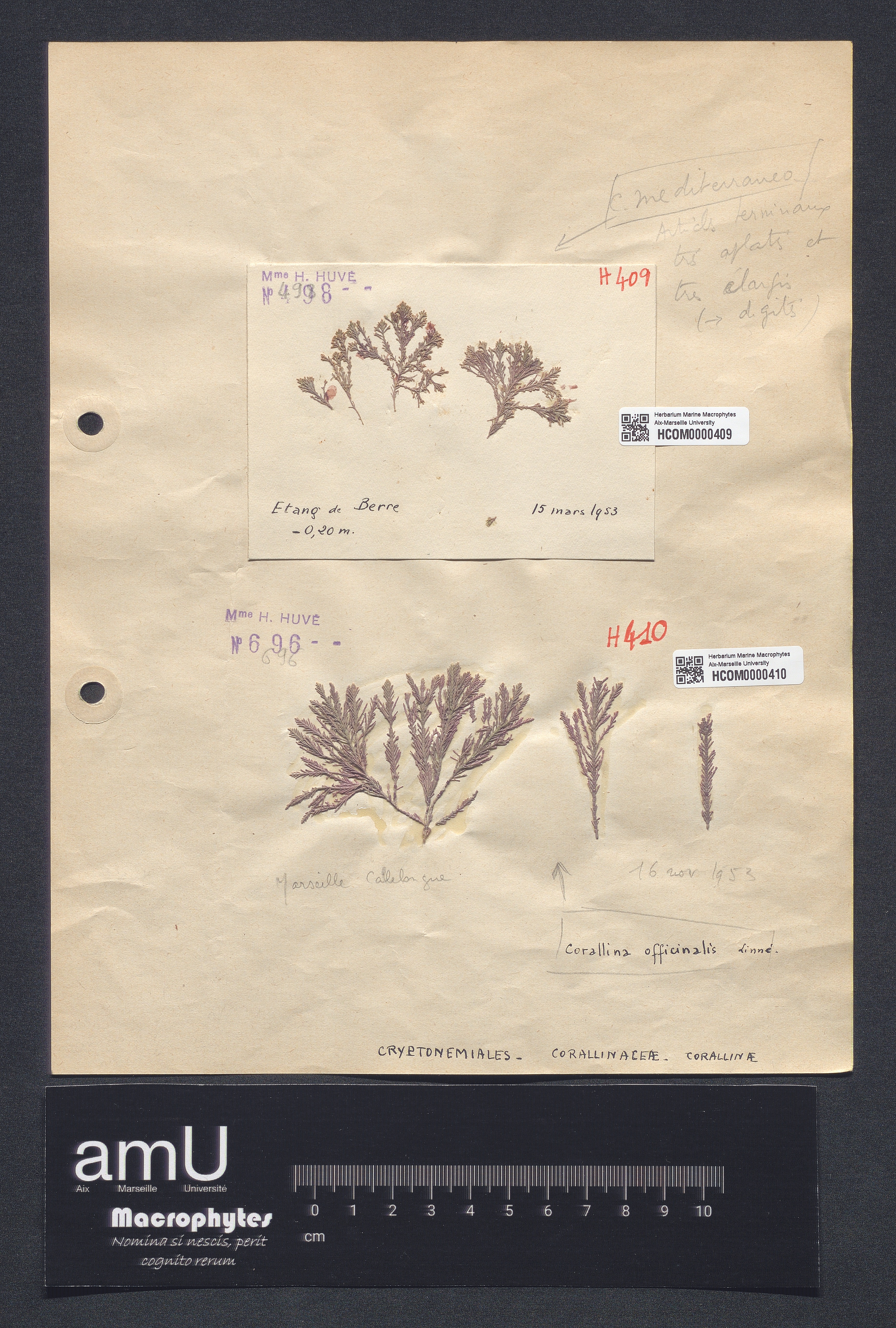 Corallina mediterranea specimen