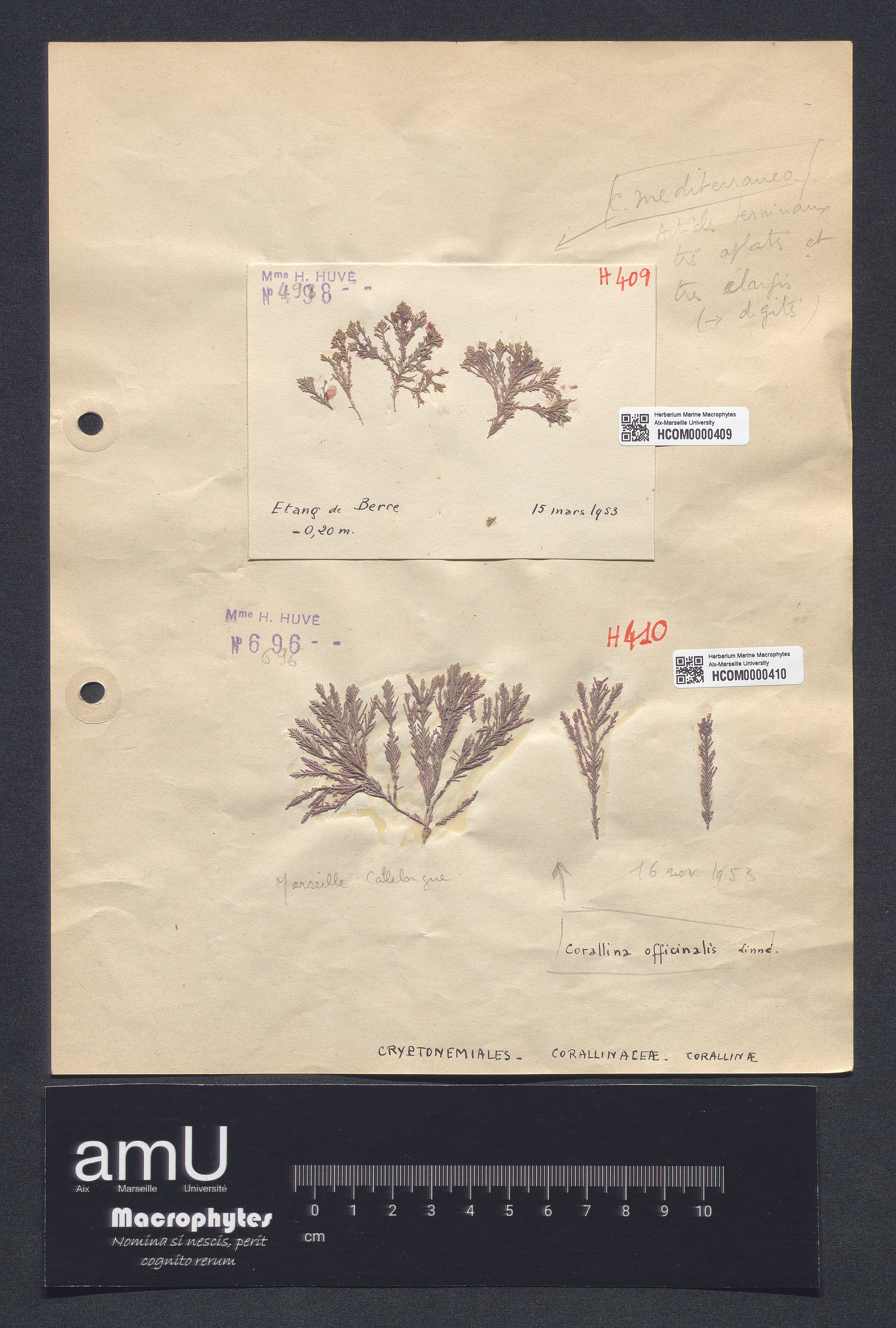 Corallina officinalis specimen