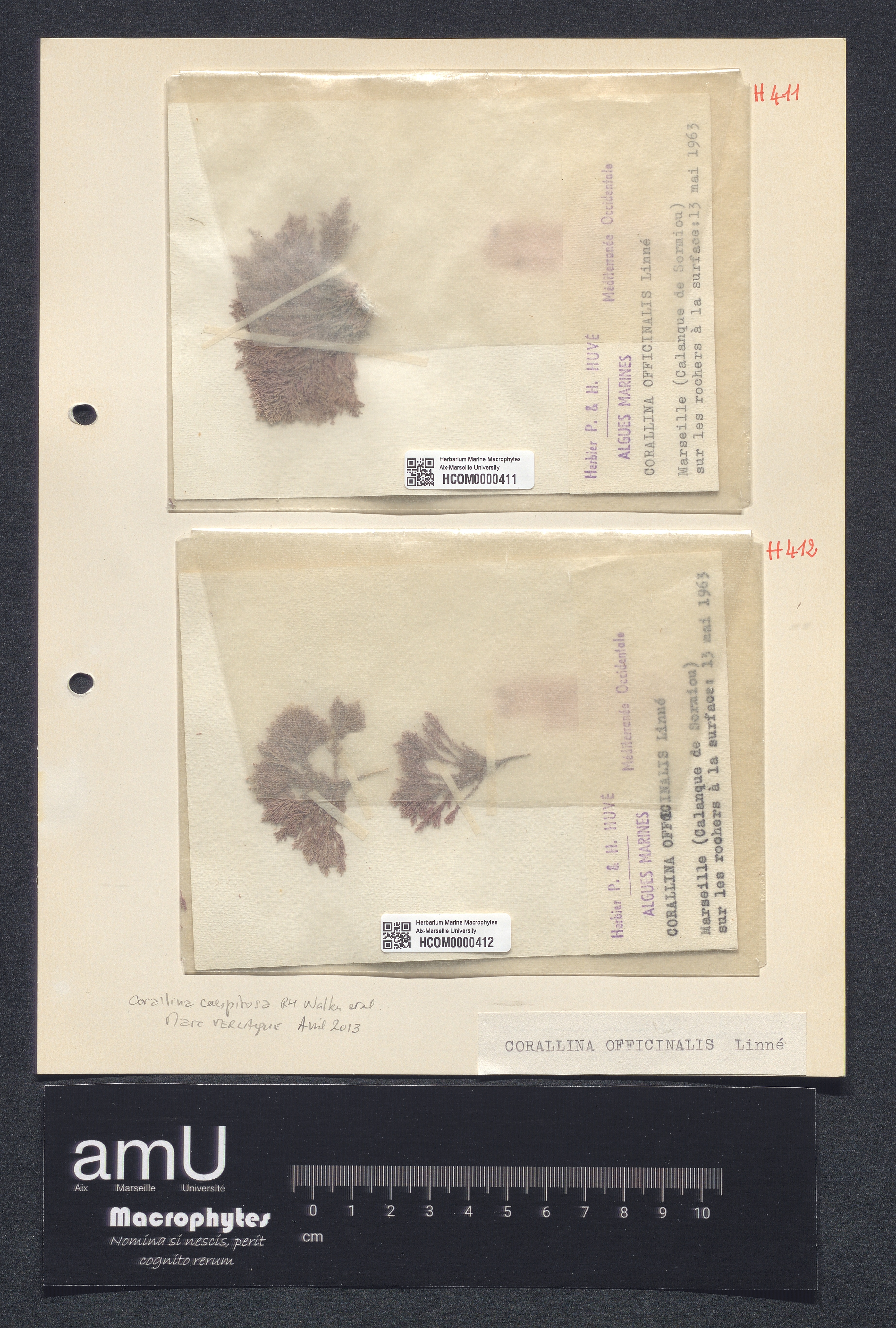 Corallina officinalis specimen