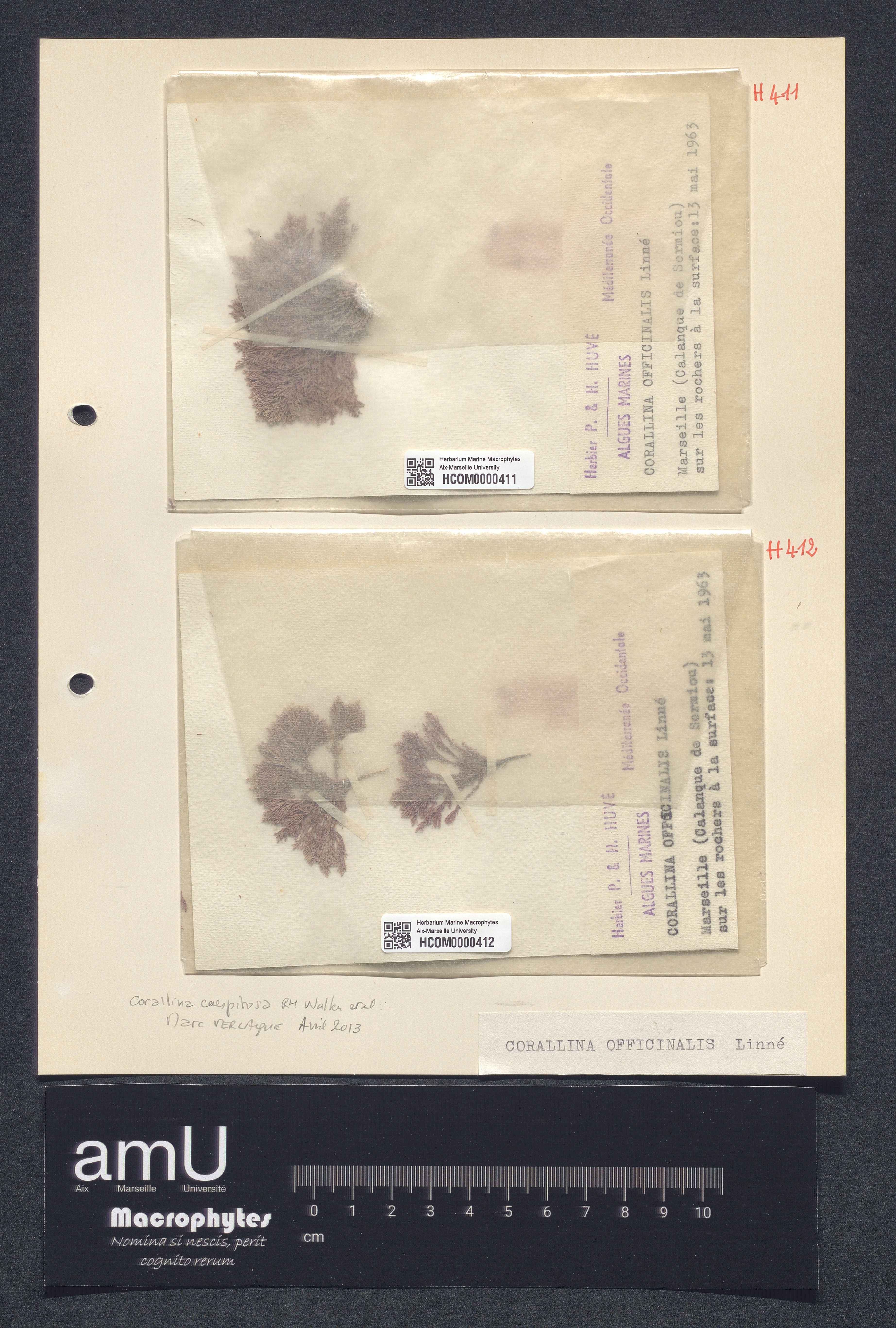 Corallina officinalis specimen
