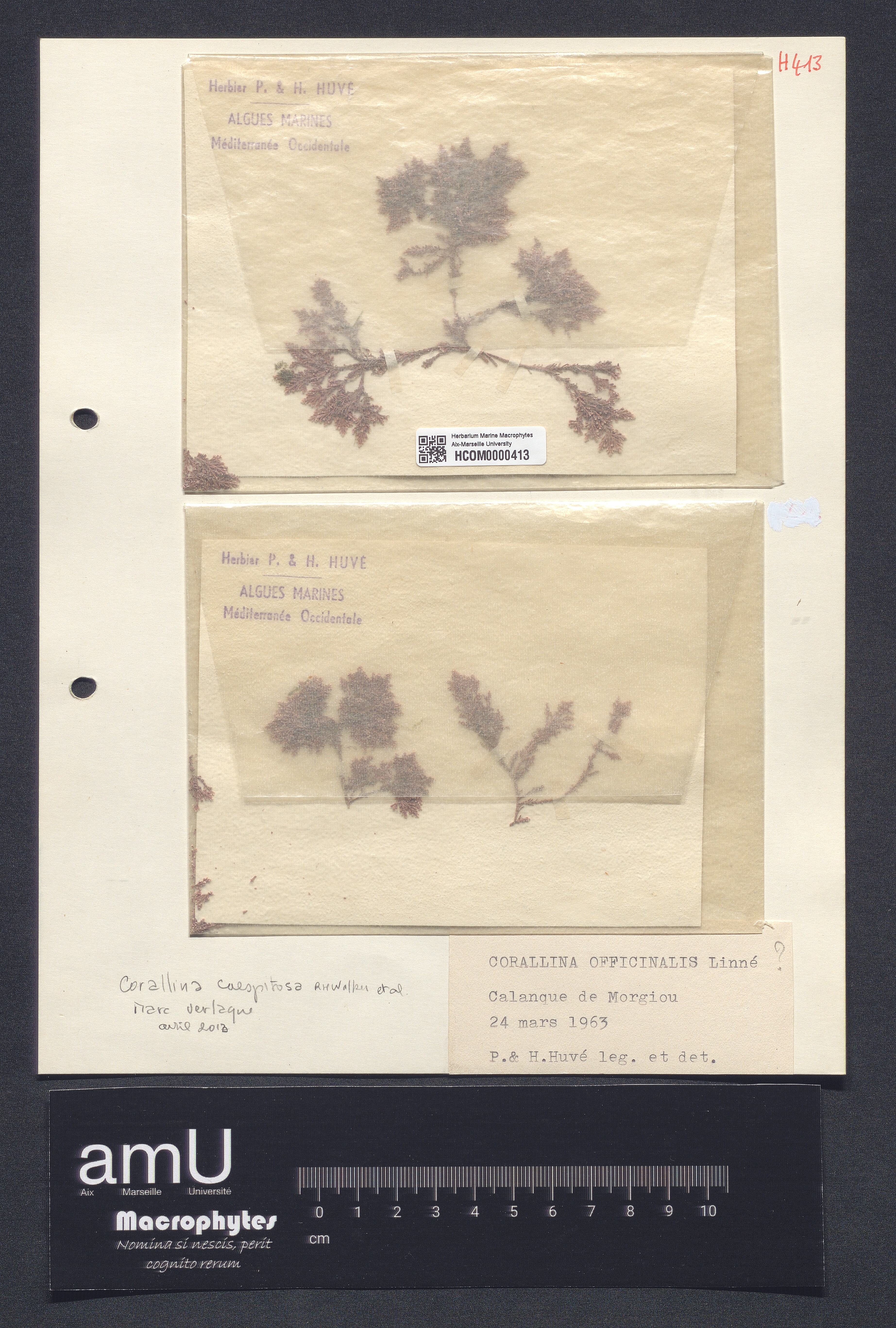 Corallina officinalis specimen