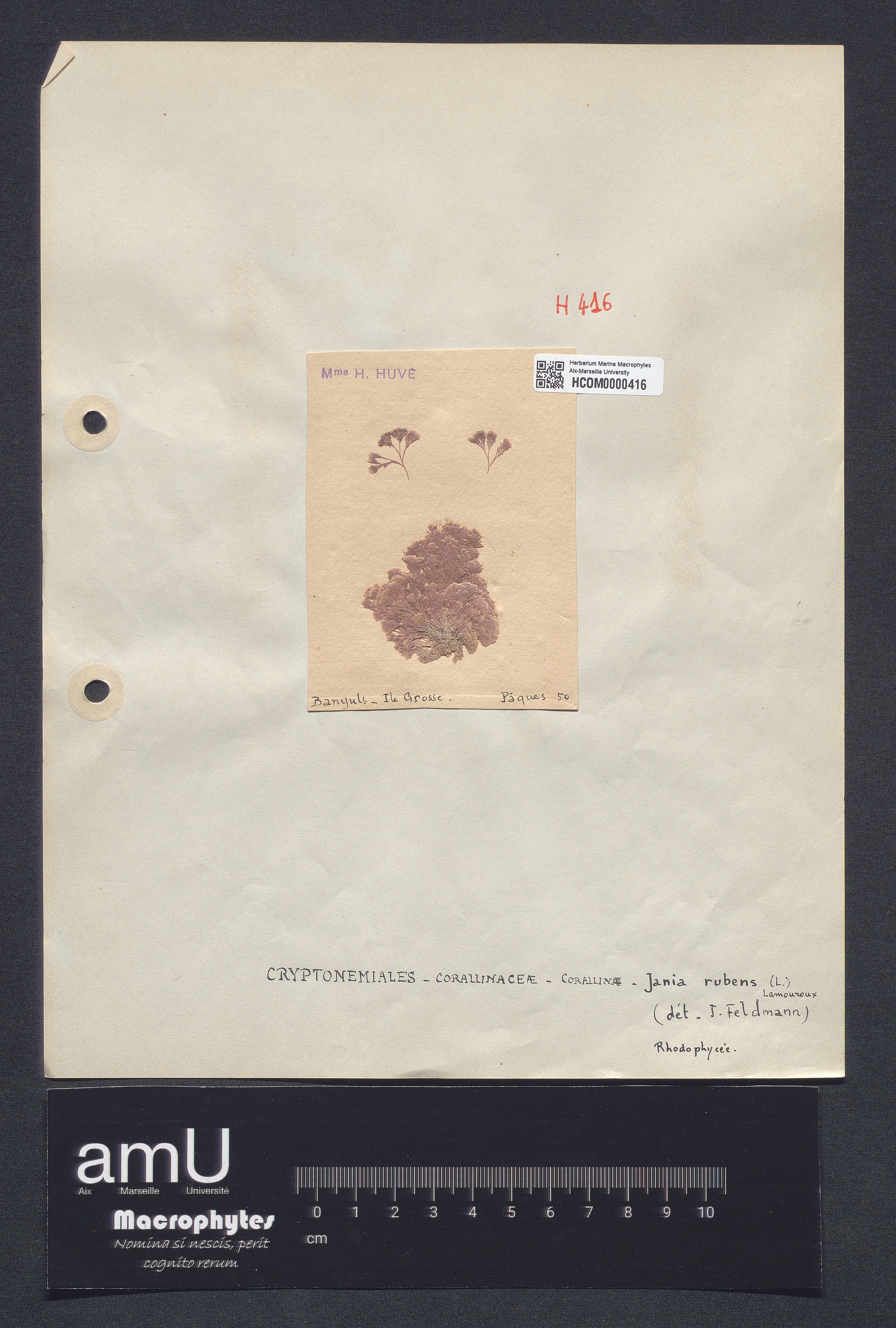 Jania rubens specimen