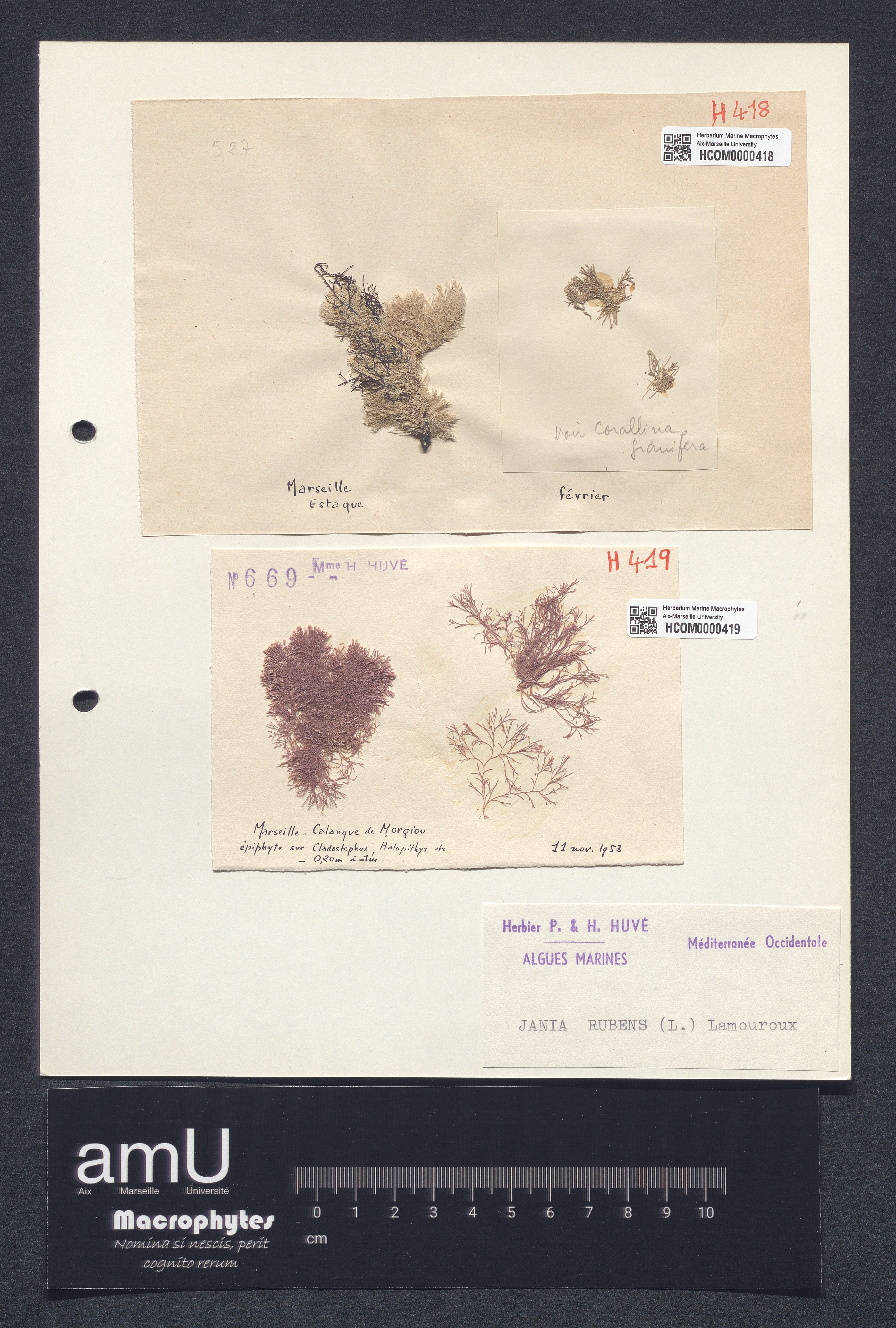 Jania rubens specimen