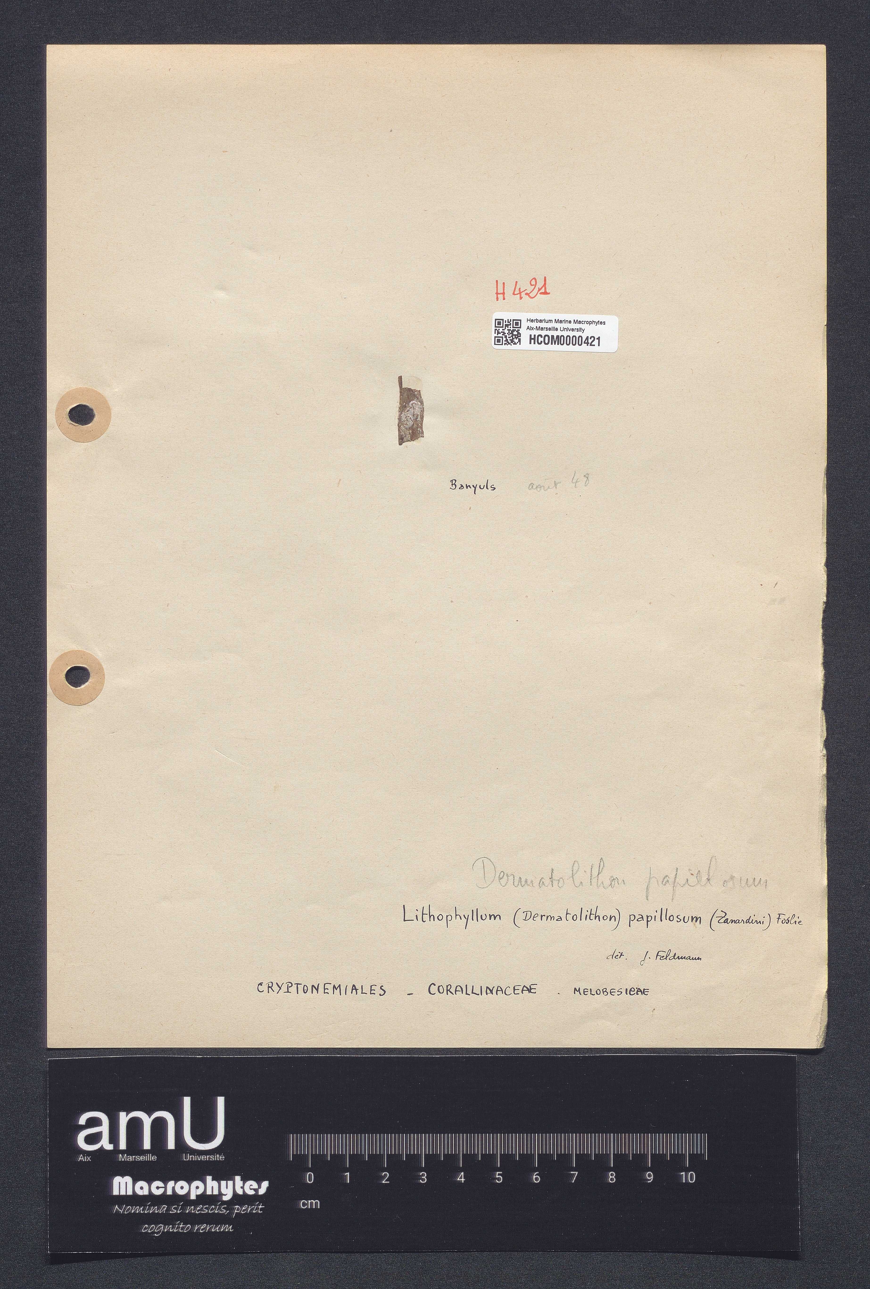 Dermatolithon papillosum specimen