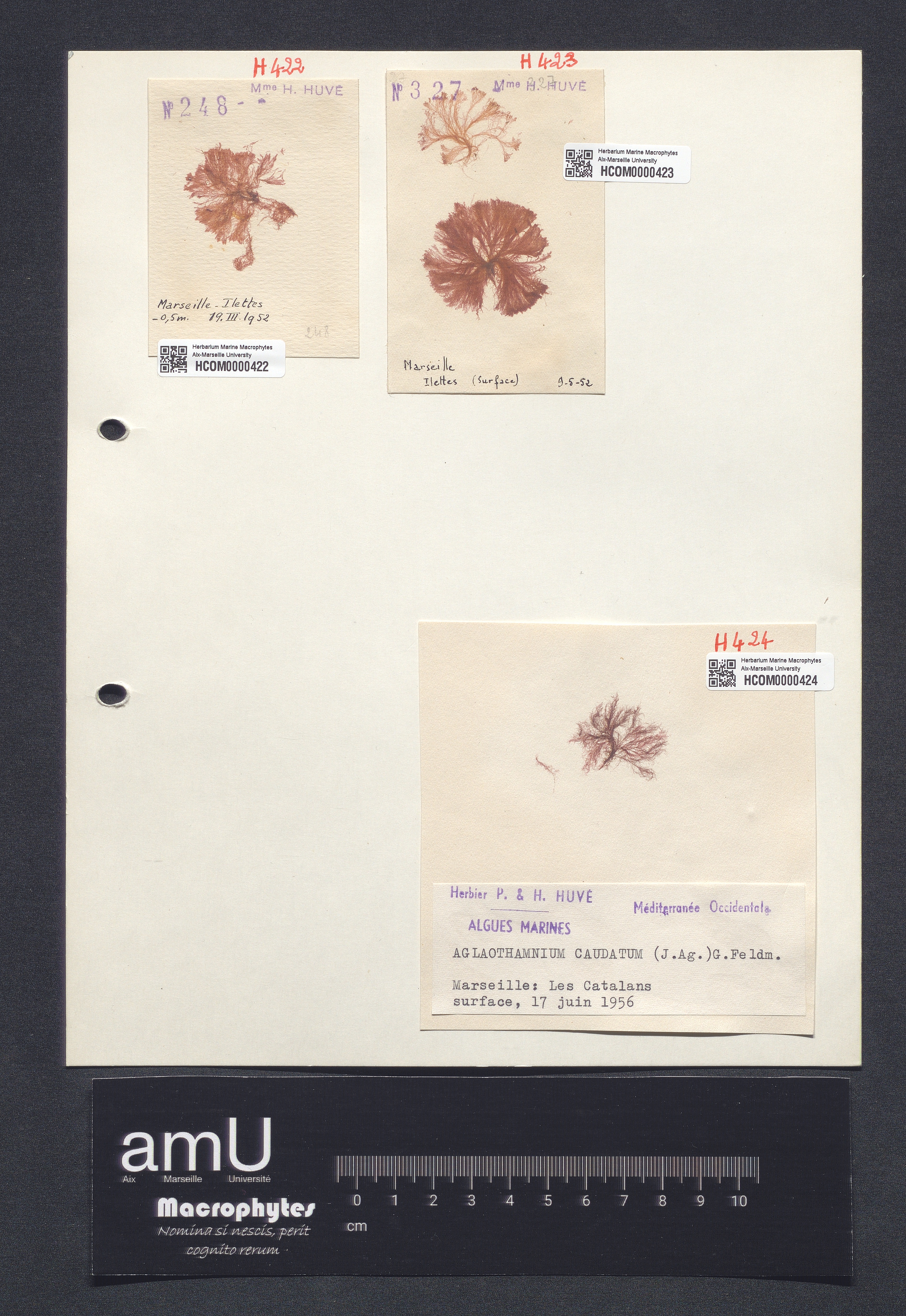 Aglaothamnium caudatum specimen