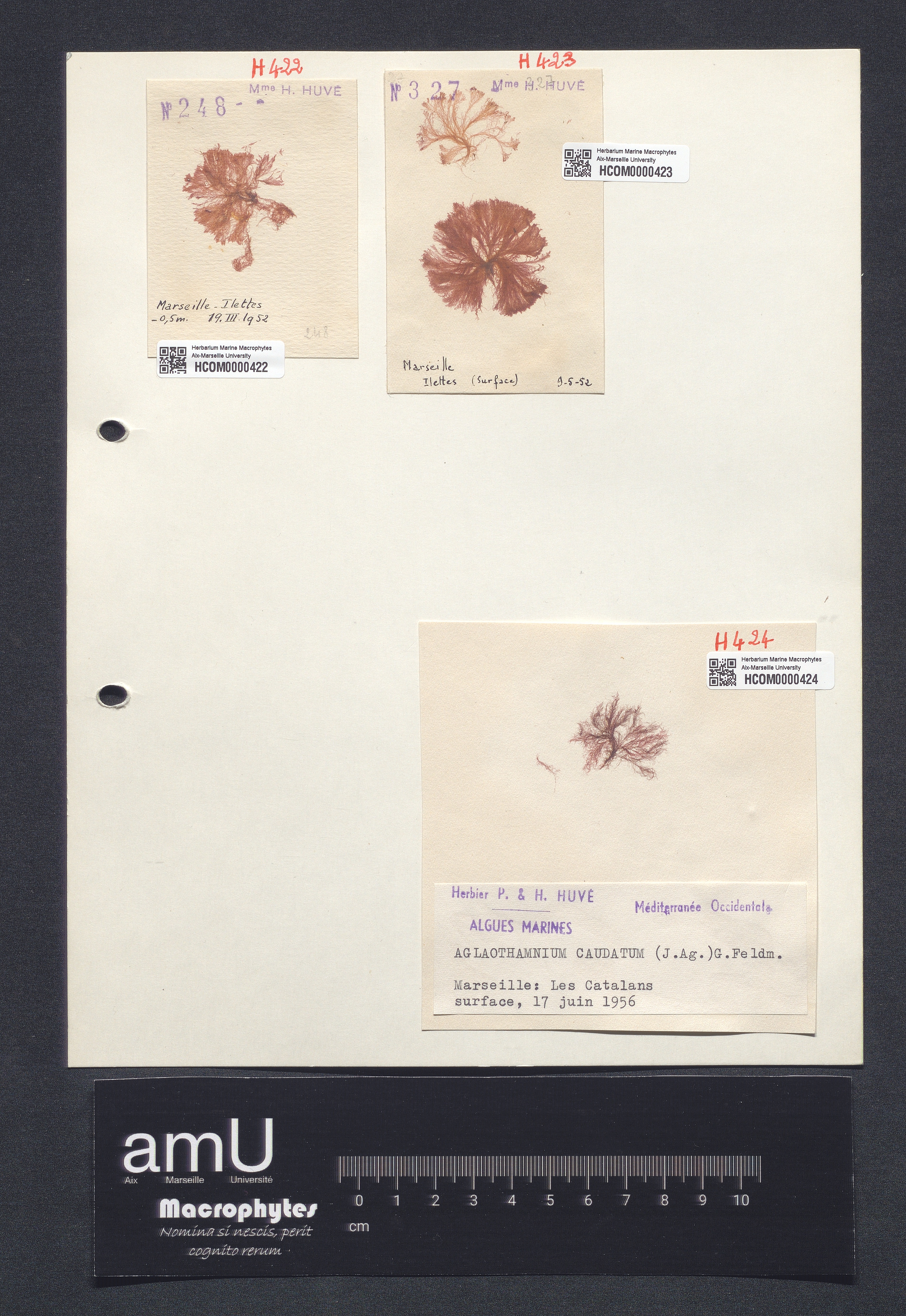Aglaothamnium caudatum specimen