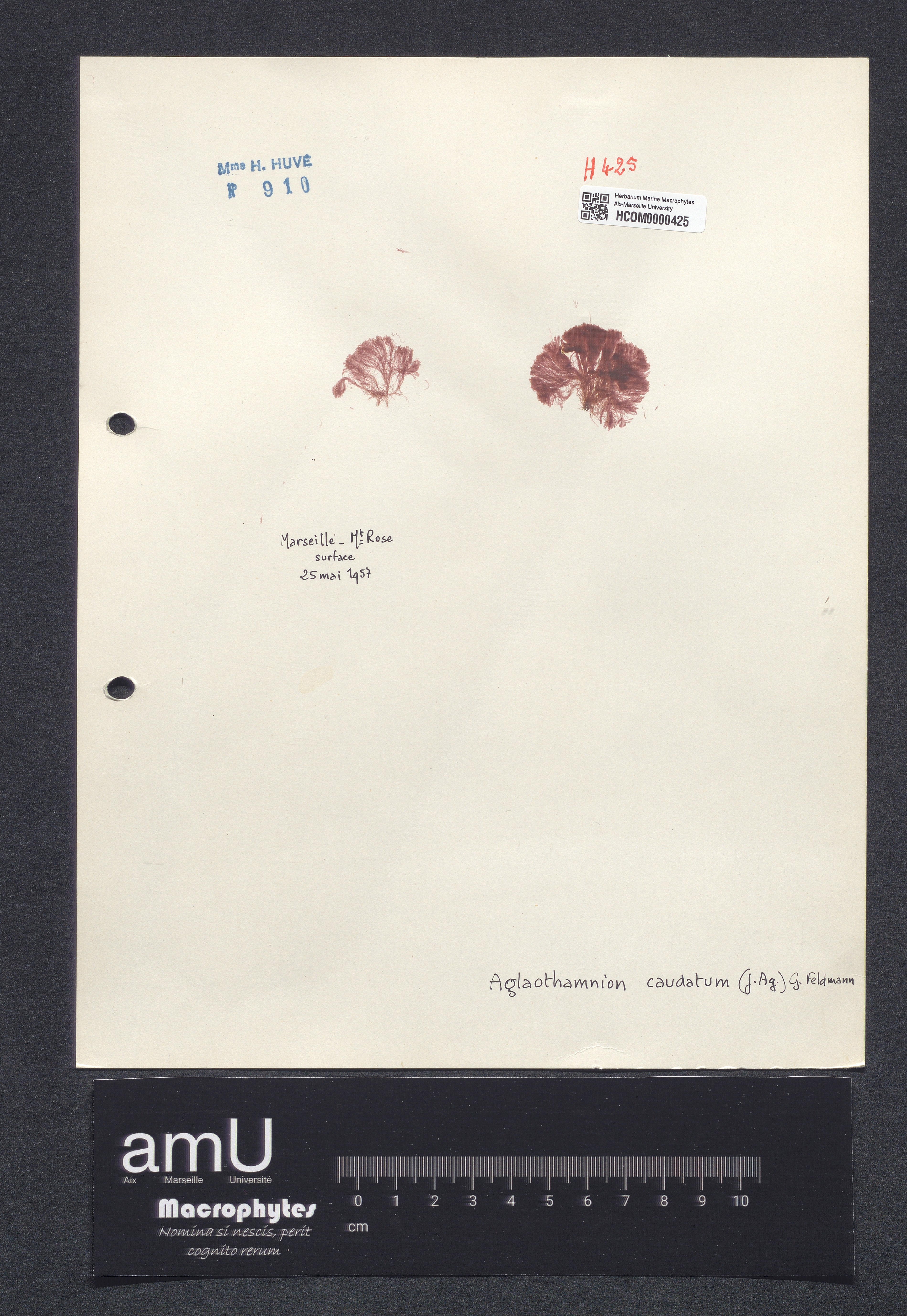 Aglaothamnium caudatum specimen
