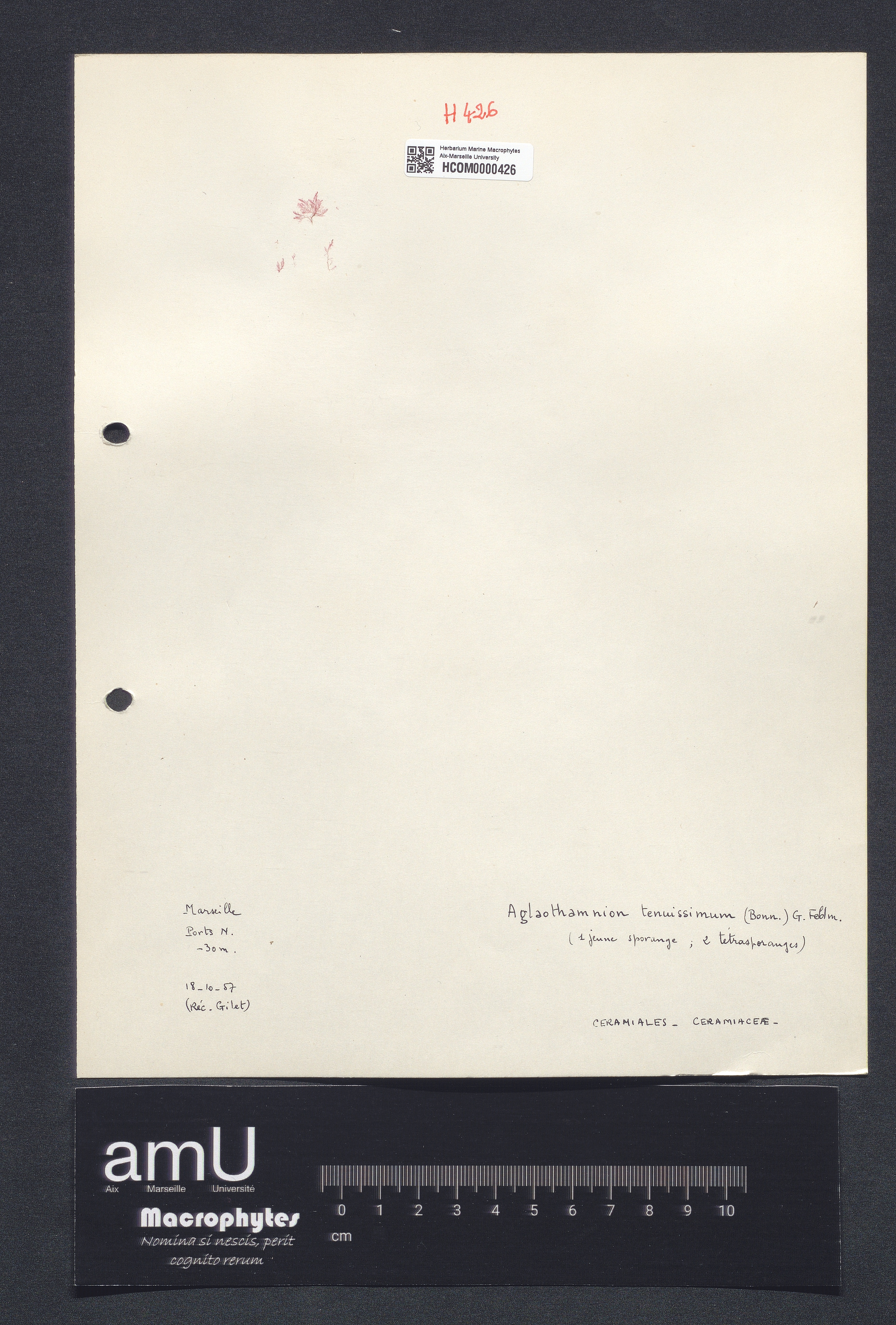 Aglaothamnium caudatum specimen