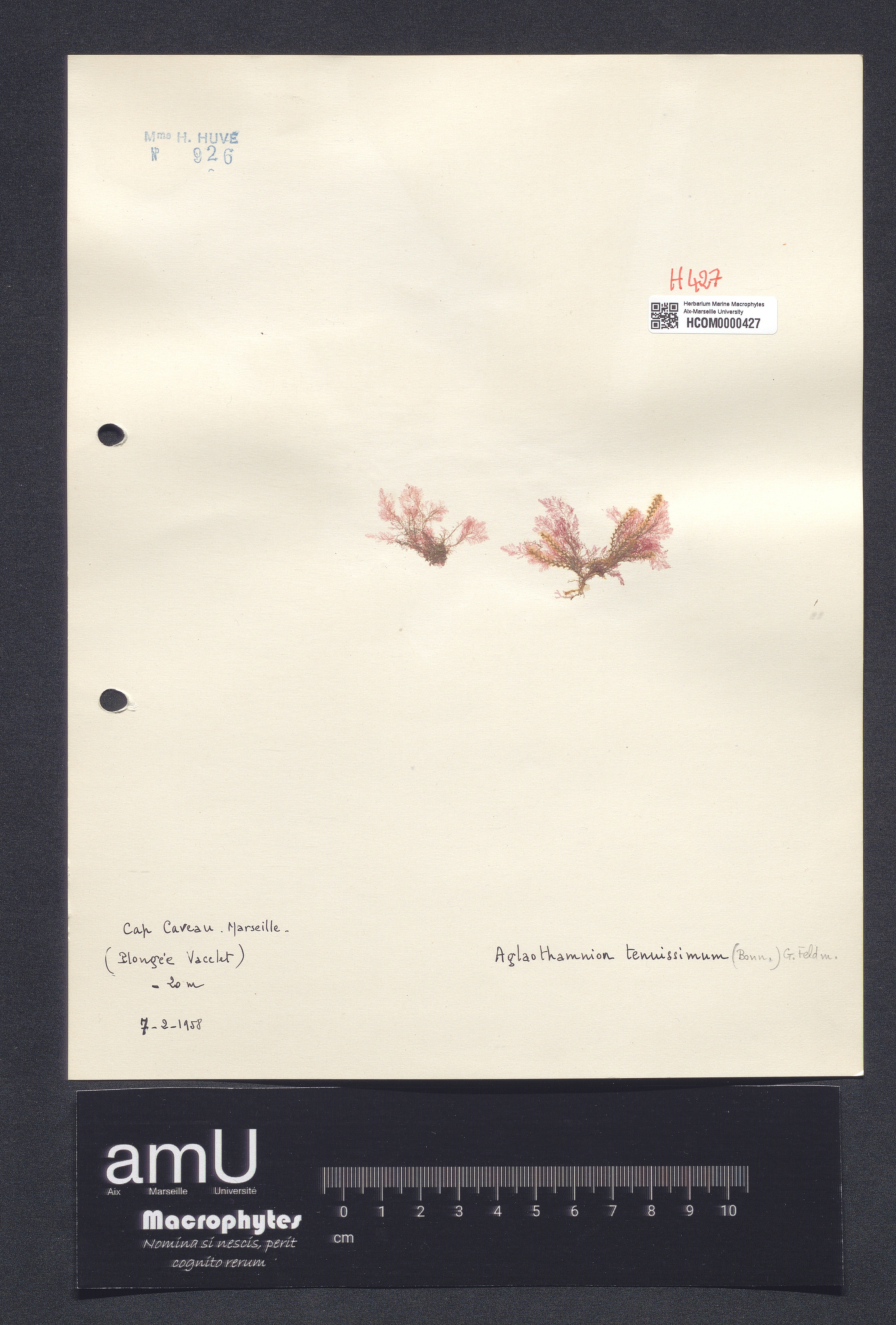 Aglaothamnium caudatum specimen