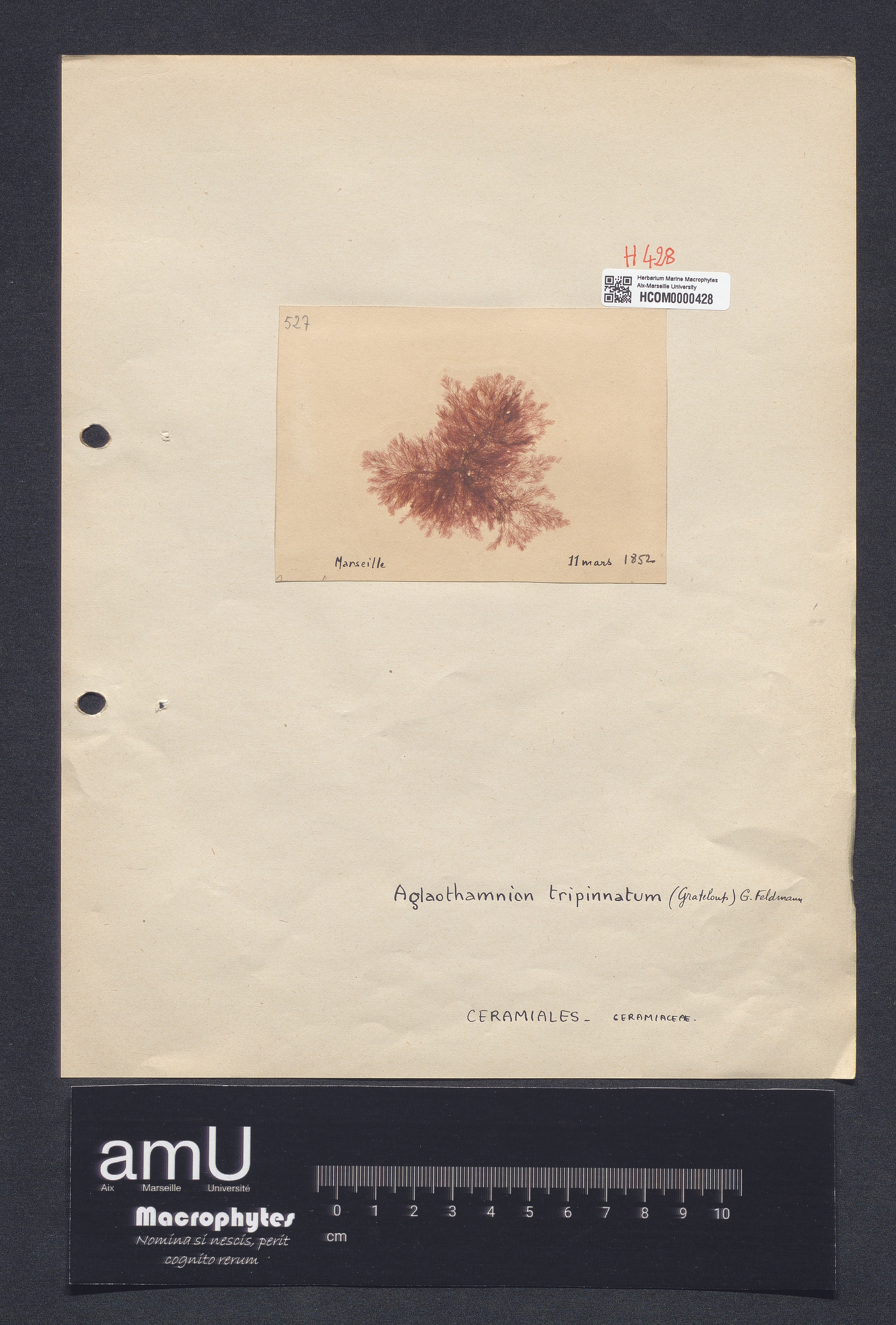 Aglaothamnium tripinnatum specimen