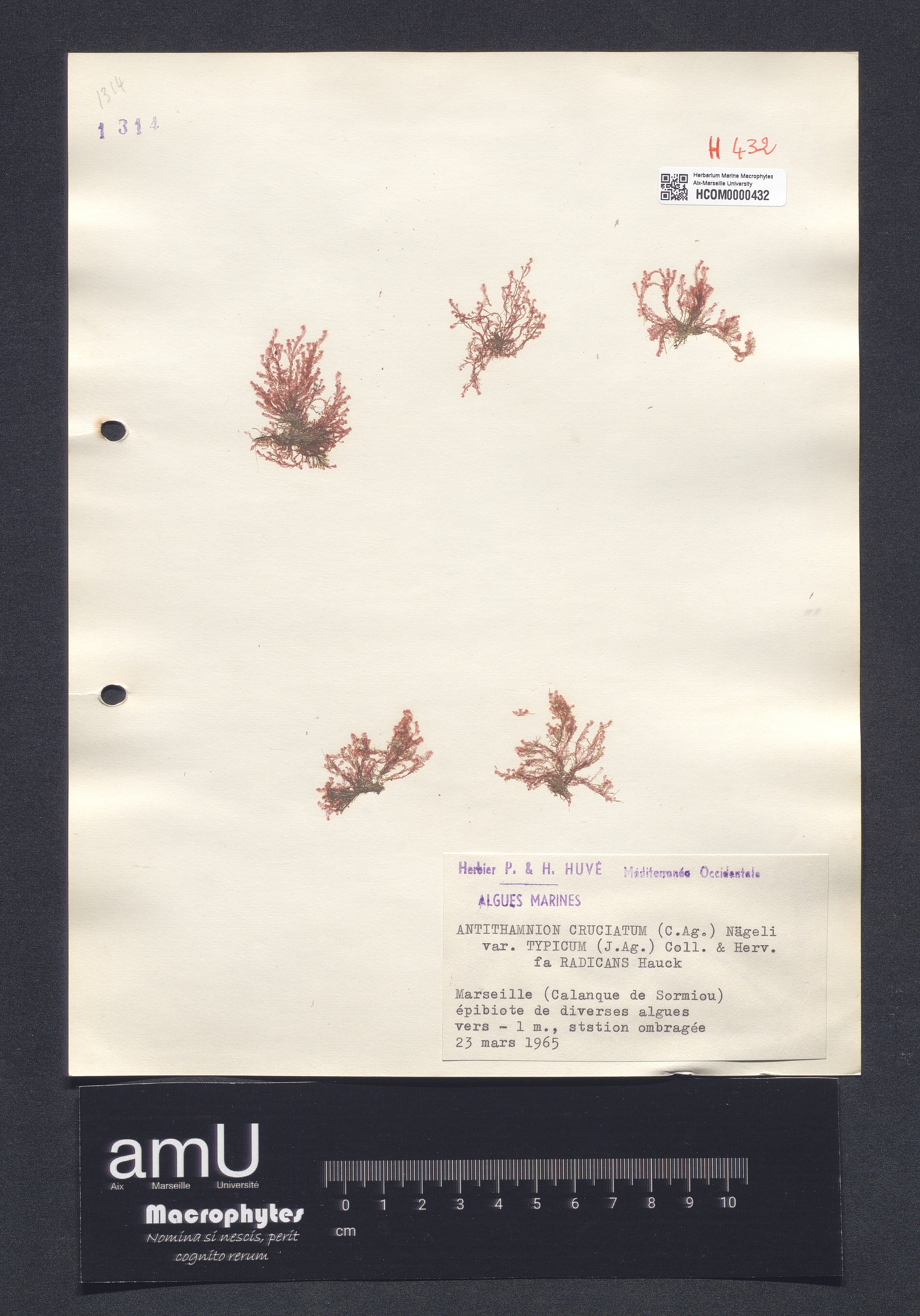 Antithamnion cruciatum var. typicum specimen