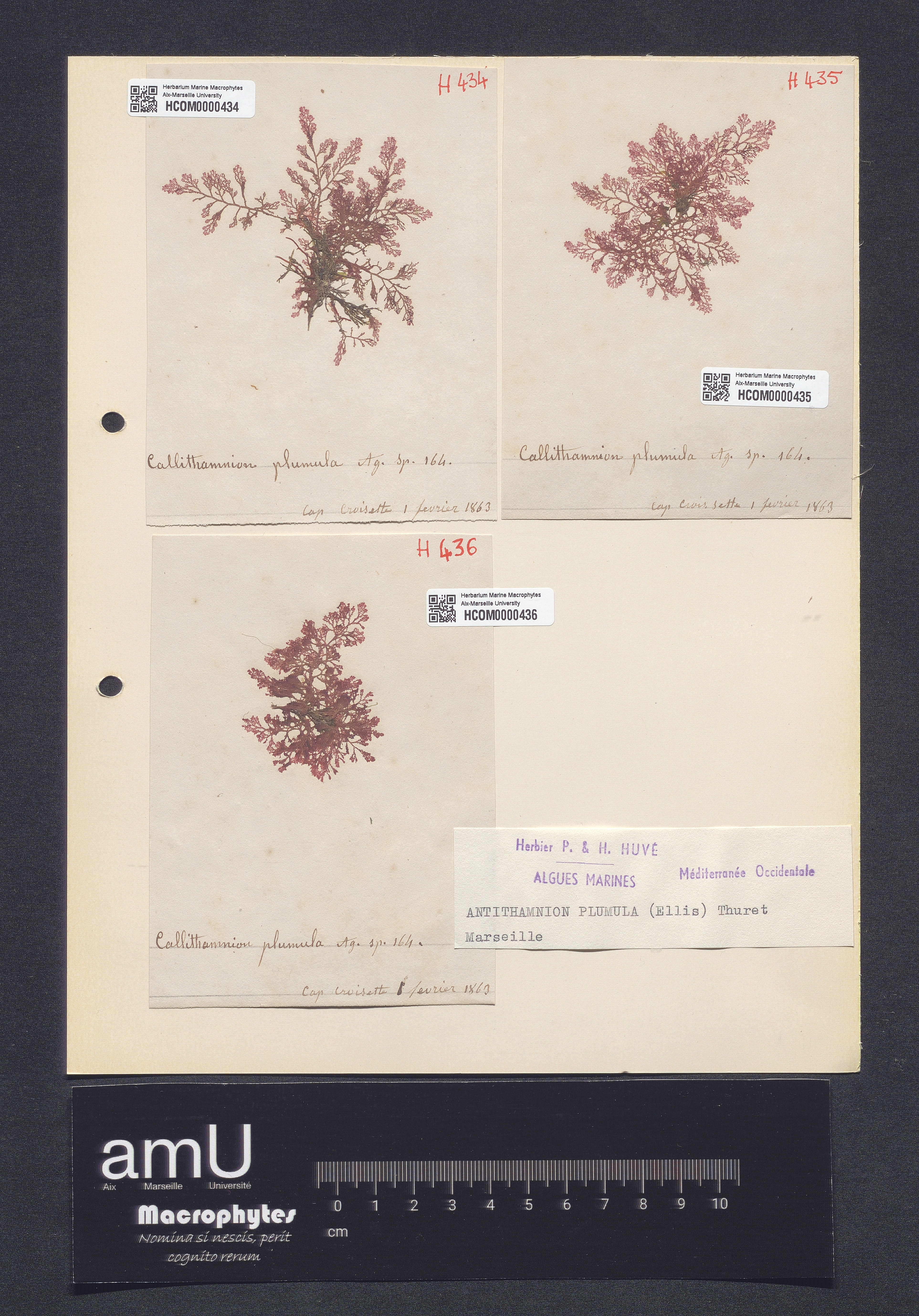 Antithamnion plumula specimen