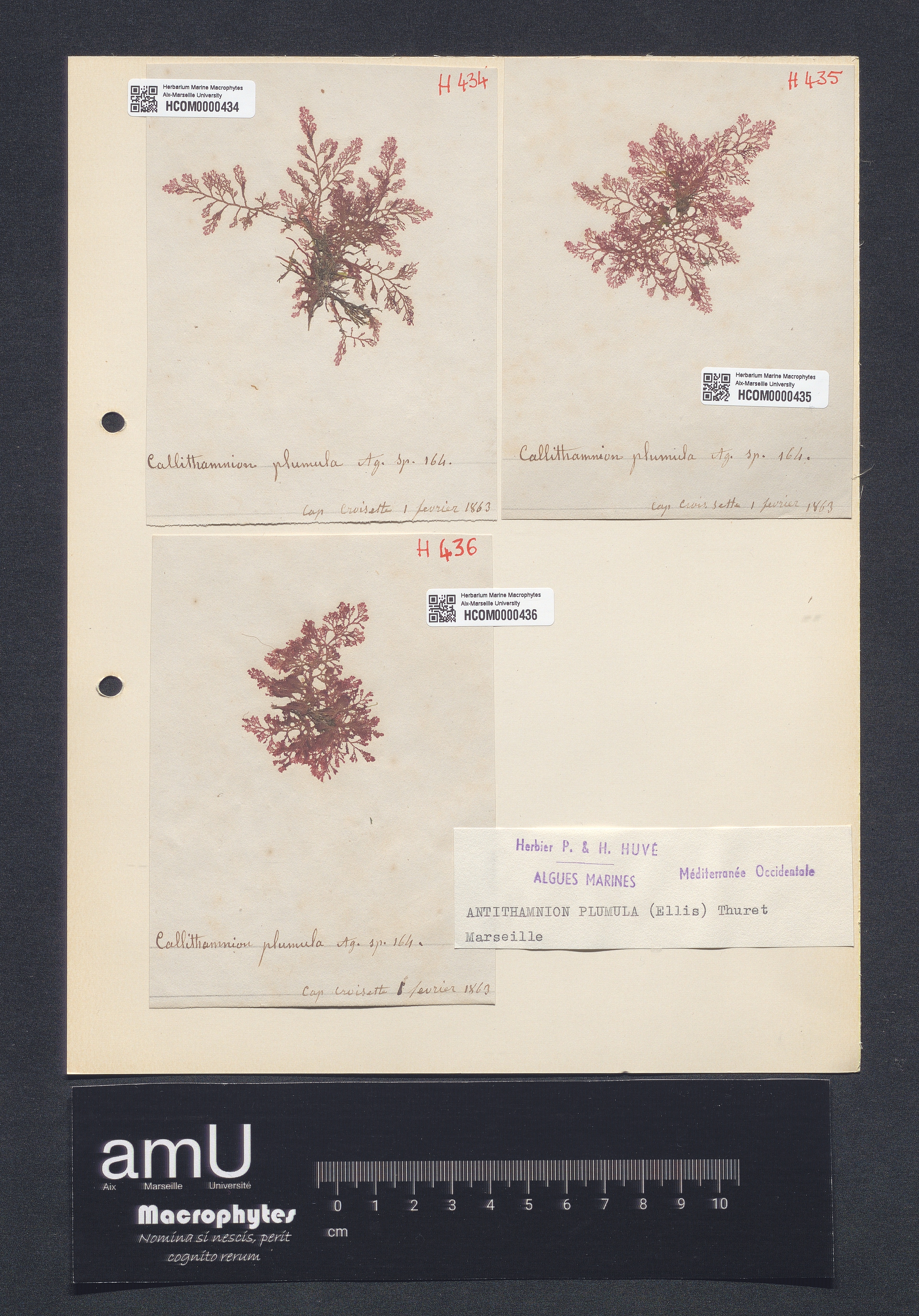 Antithamnion plumula specimen
