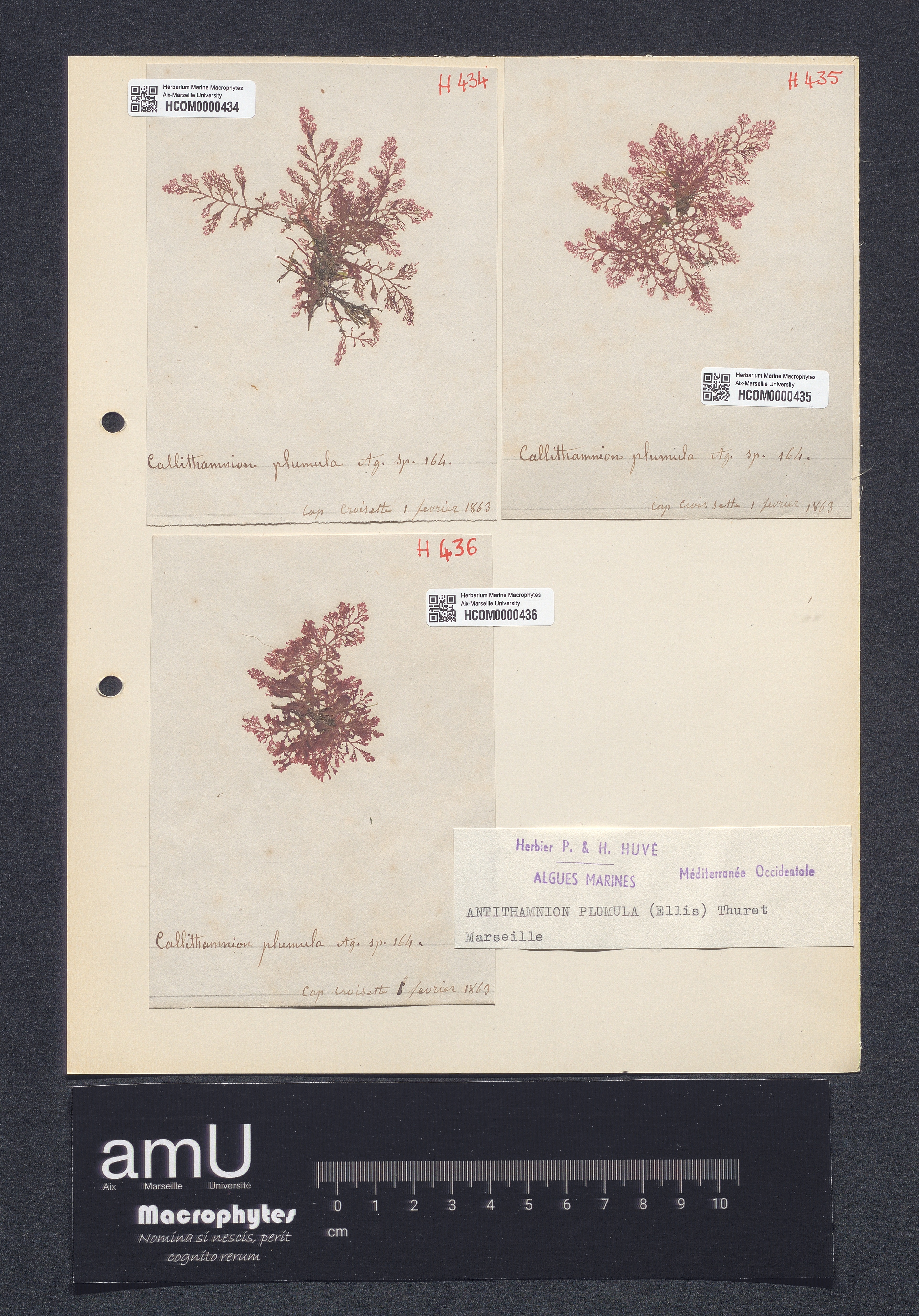 Antithamnion plumula specimen