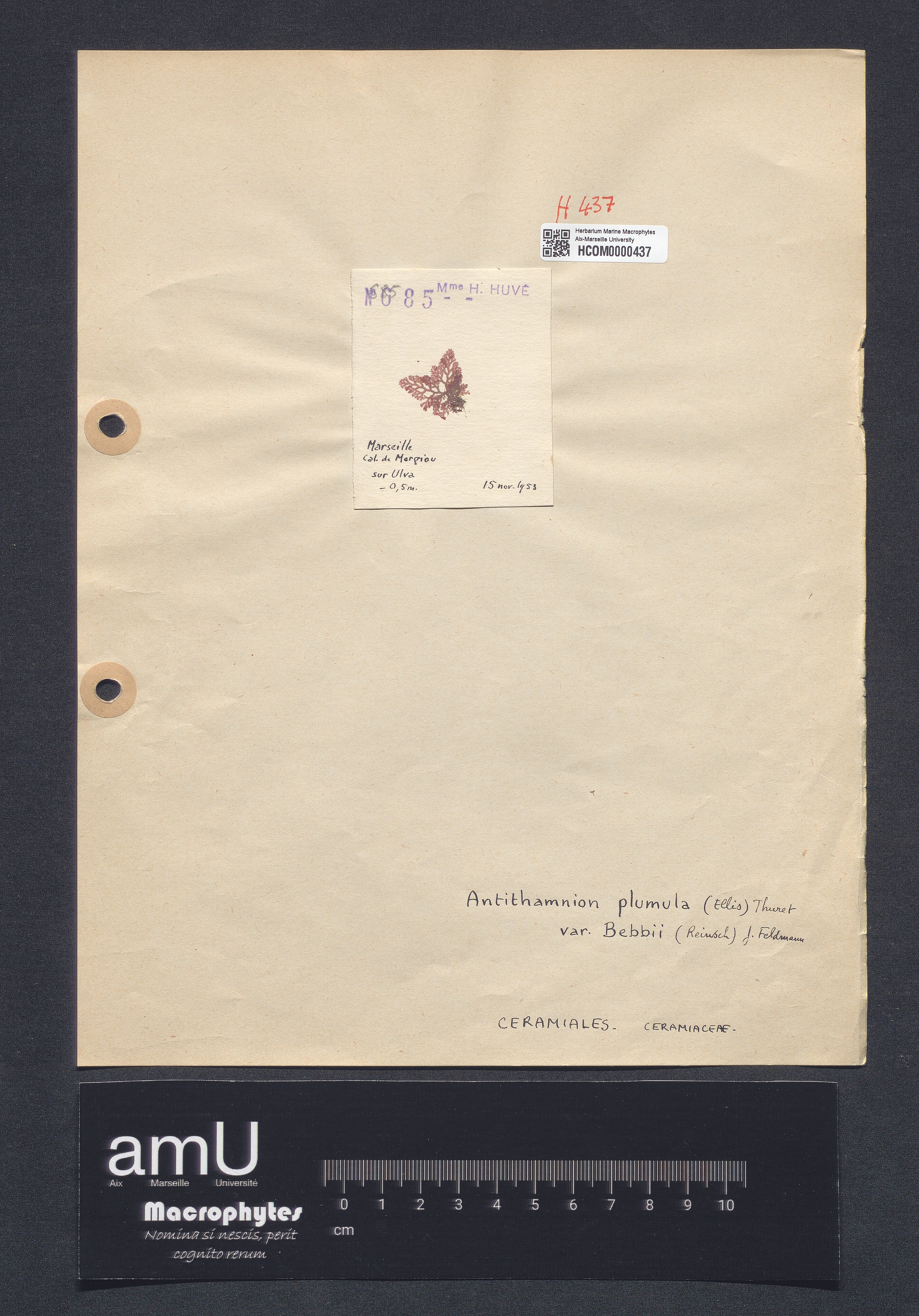 Antithamnion plumula var. bebbii specimen