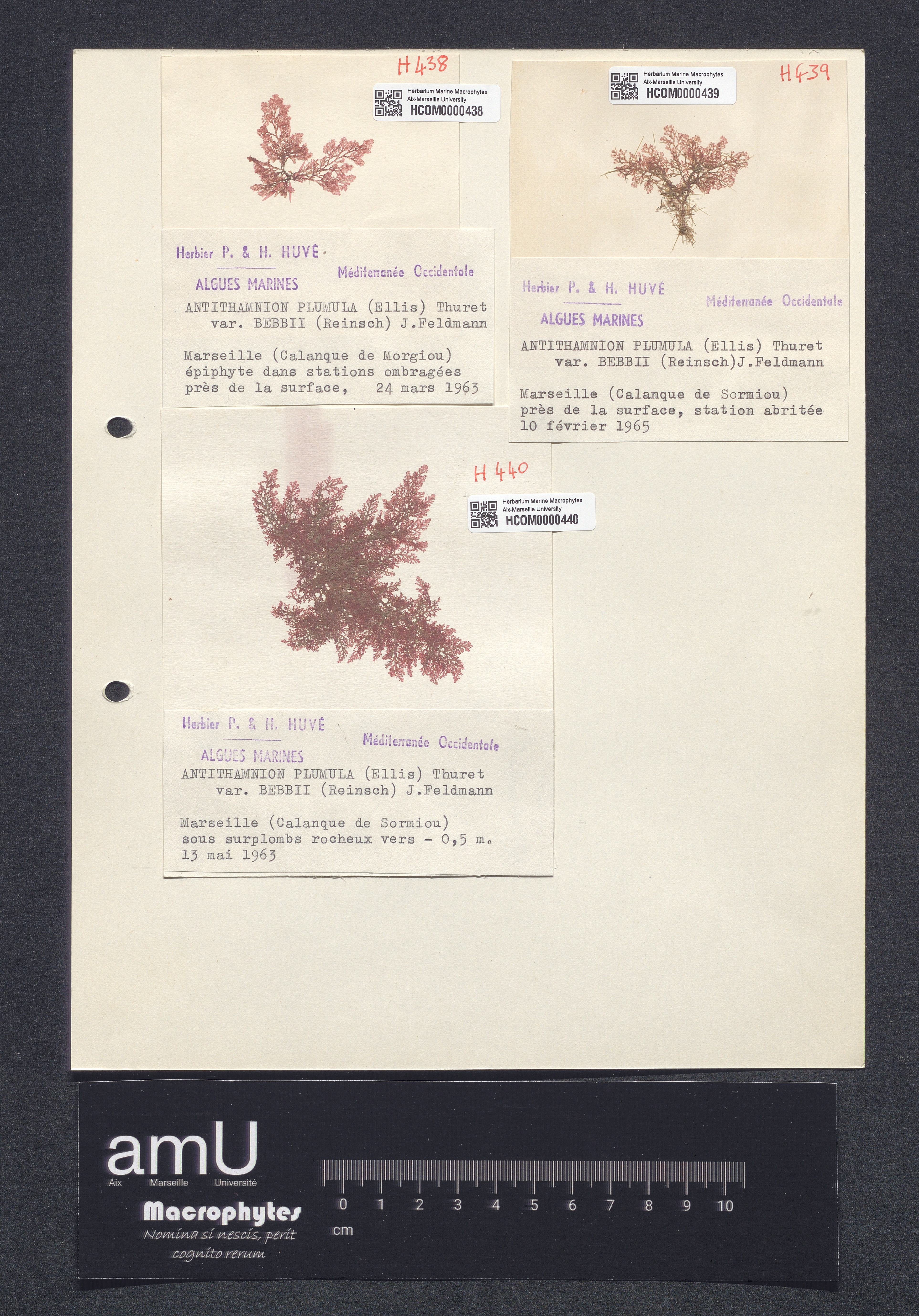 Antithamnion plumula var. bebbii specimen