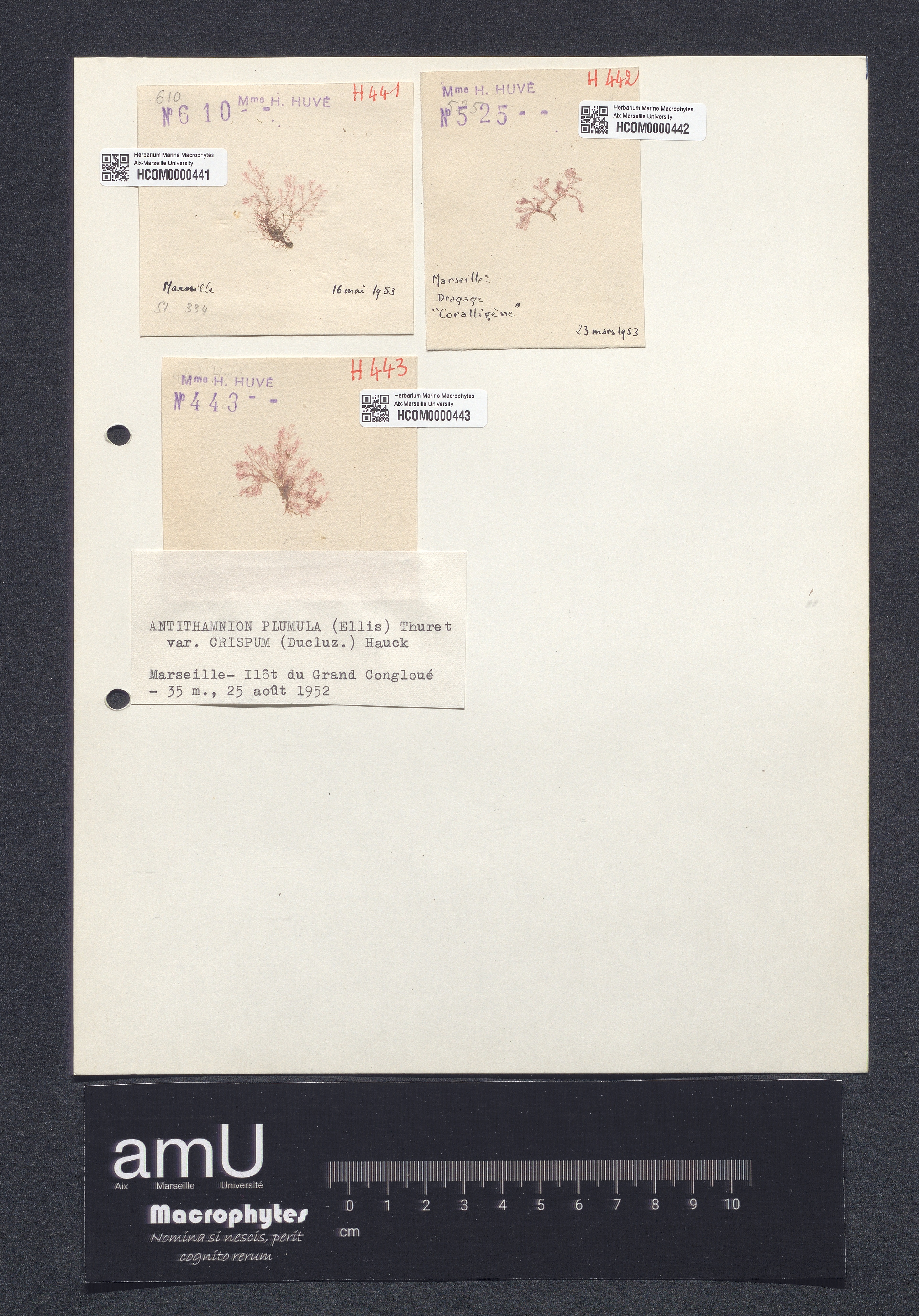 Antithamnion plumula var. crispum specimen