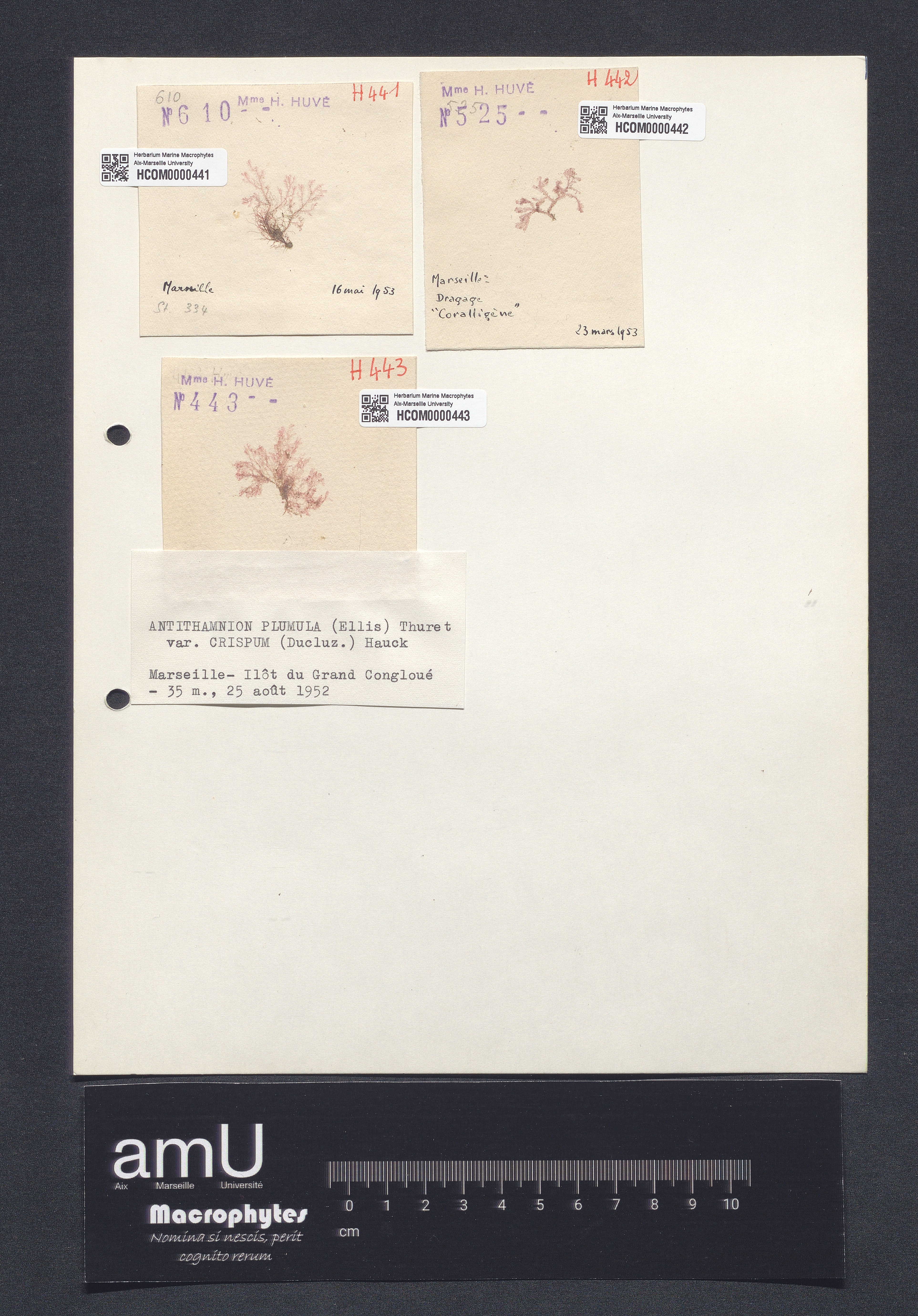 Antithamnion plumula var. crispum specimen