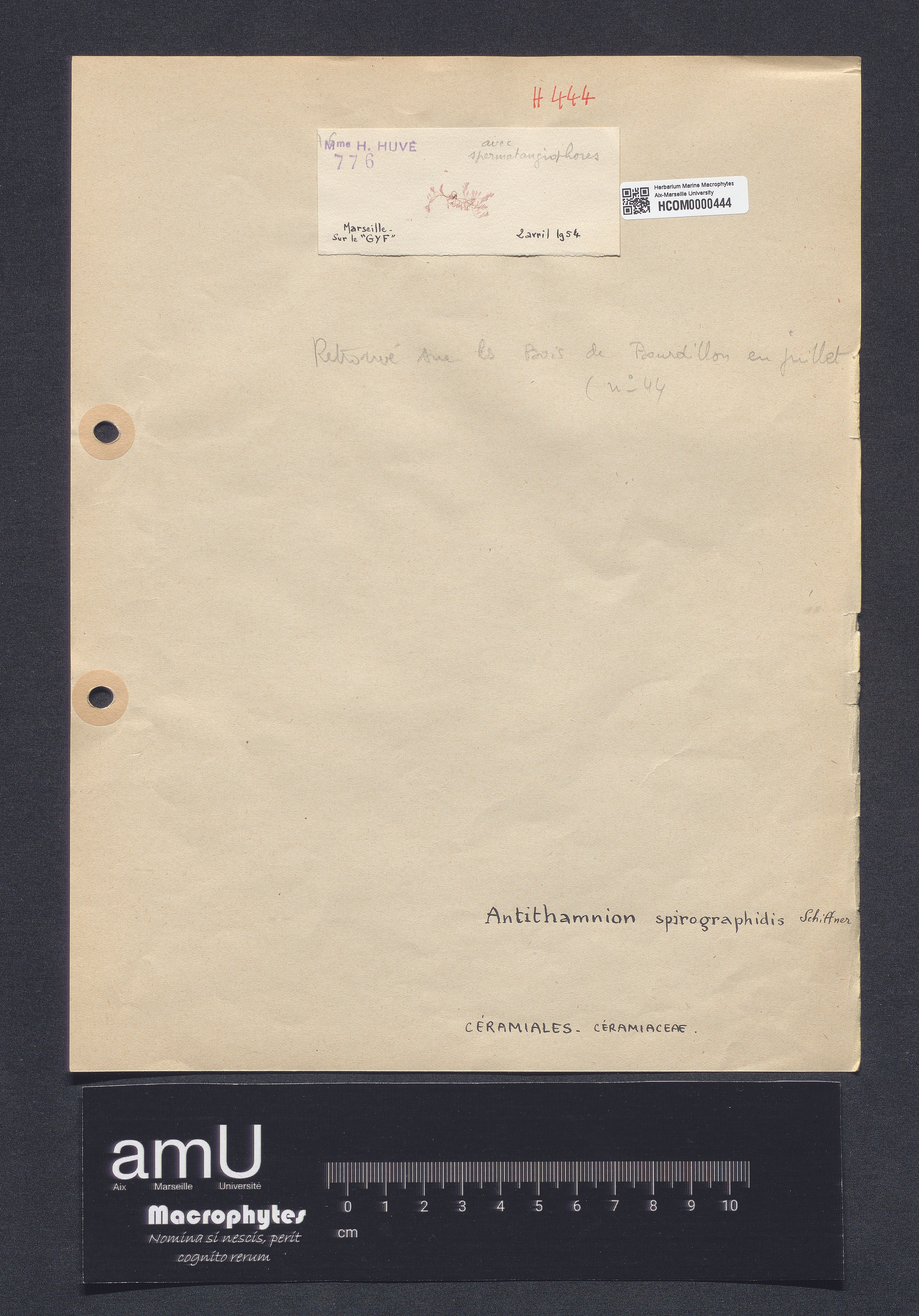Antithamnion spirographidis specimen