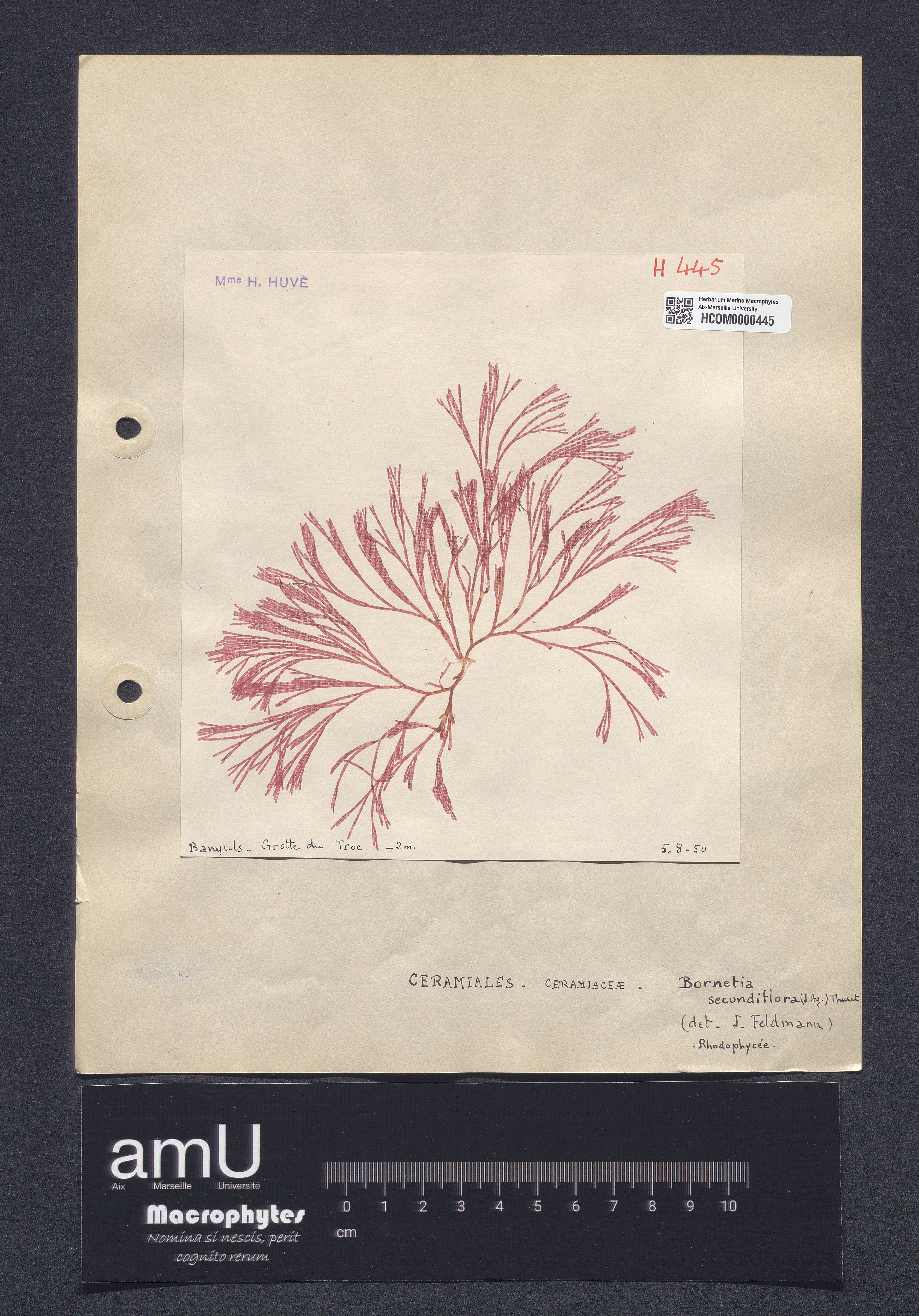 Bornetia secundiflora specimen