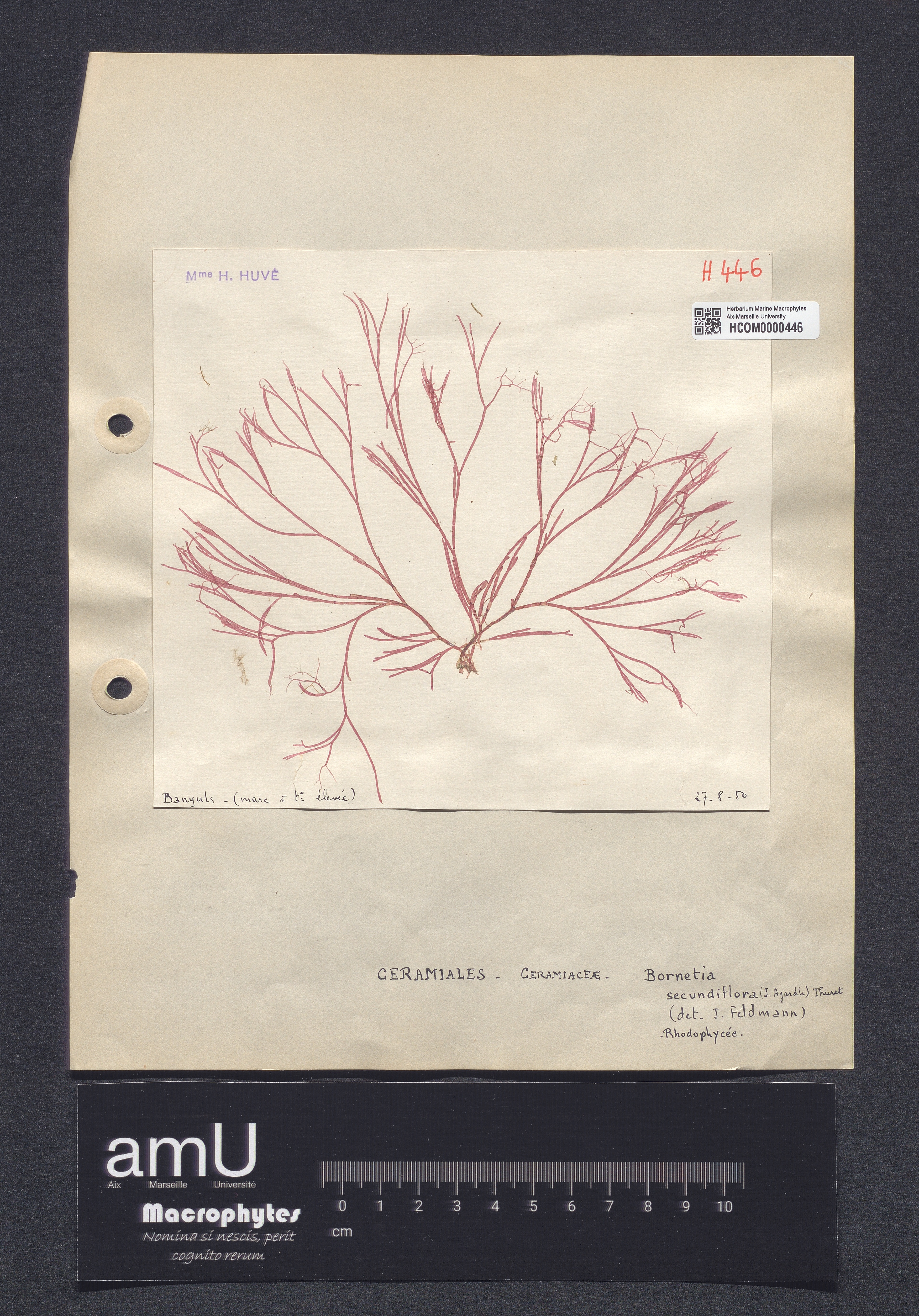 Bornetia secundiflora specimen