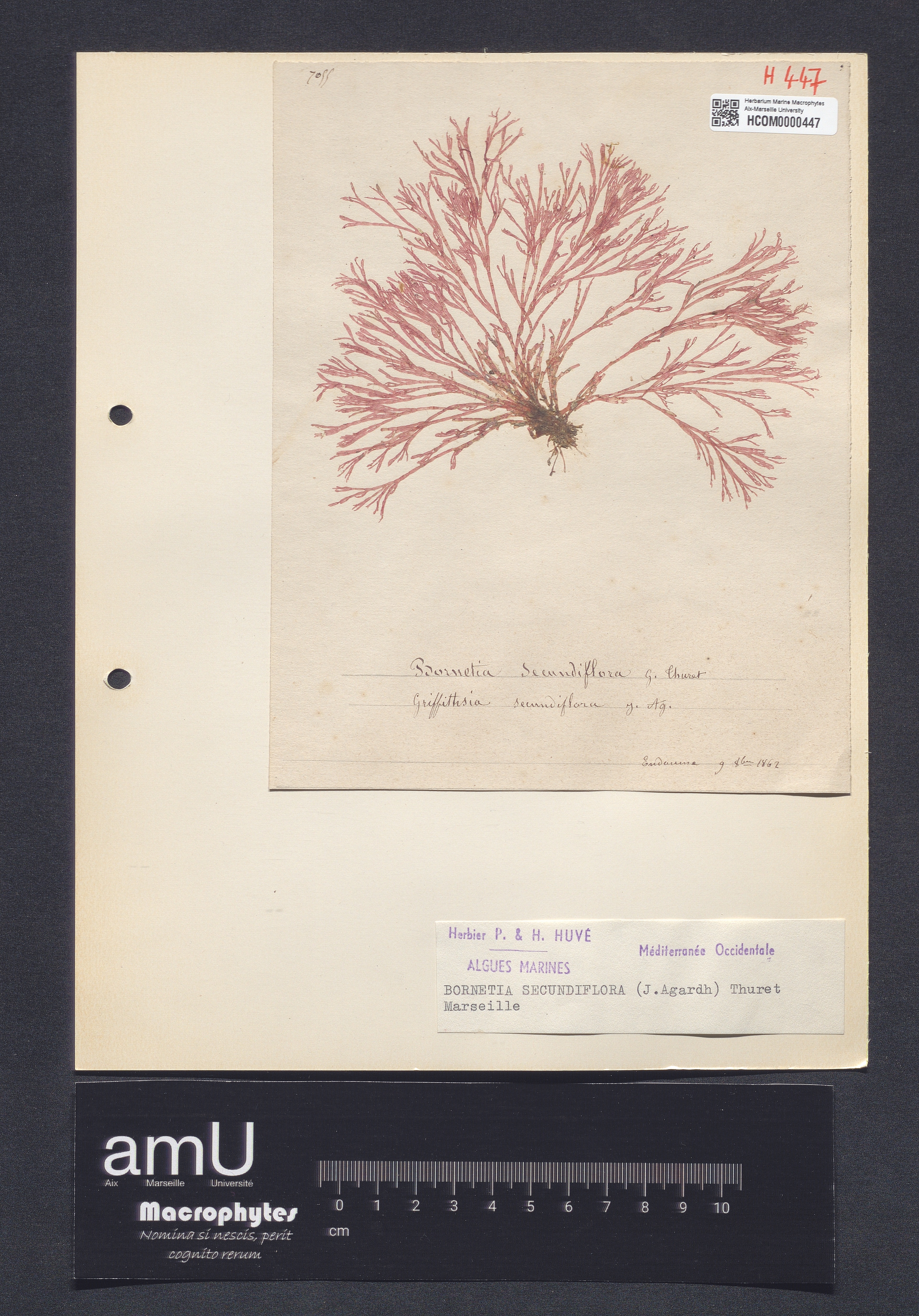Bornetia secundiflora specimen