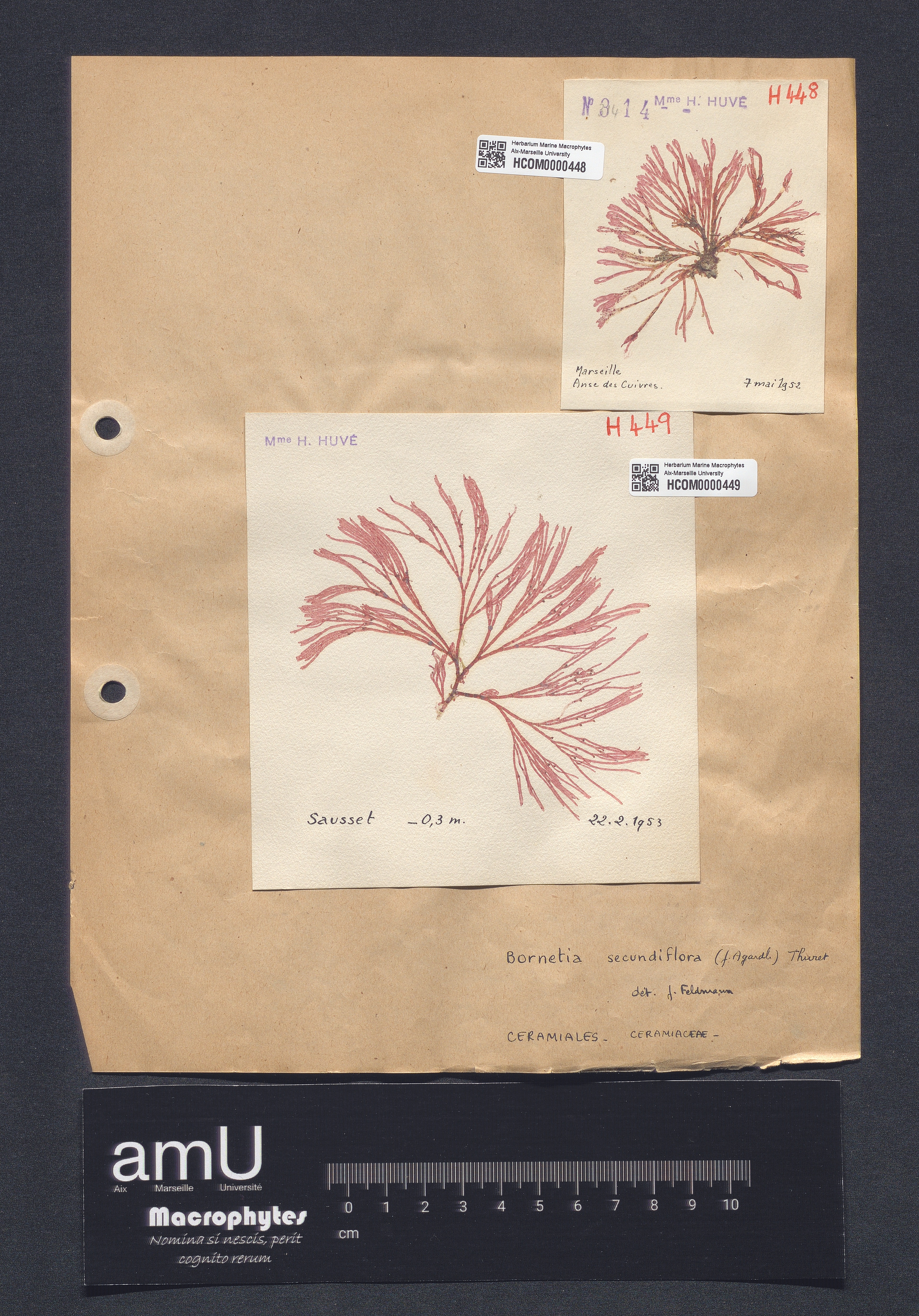 Bornetia secundiflora specimen