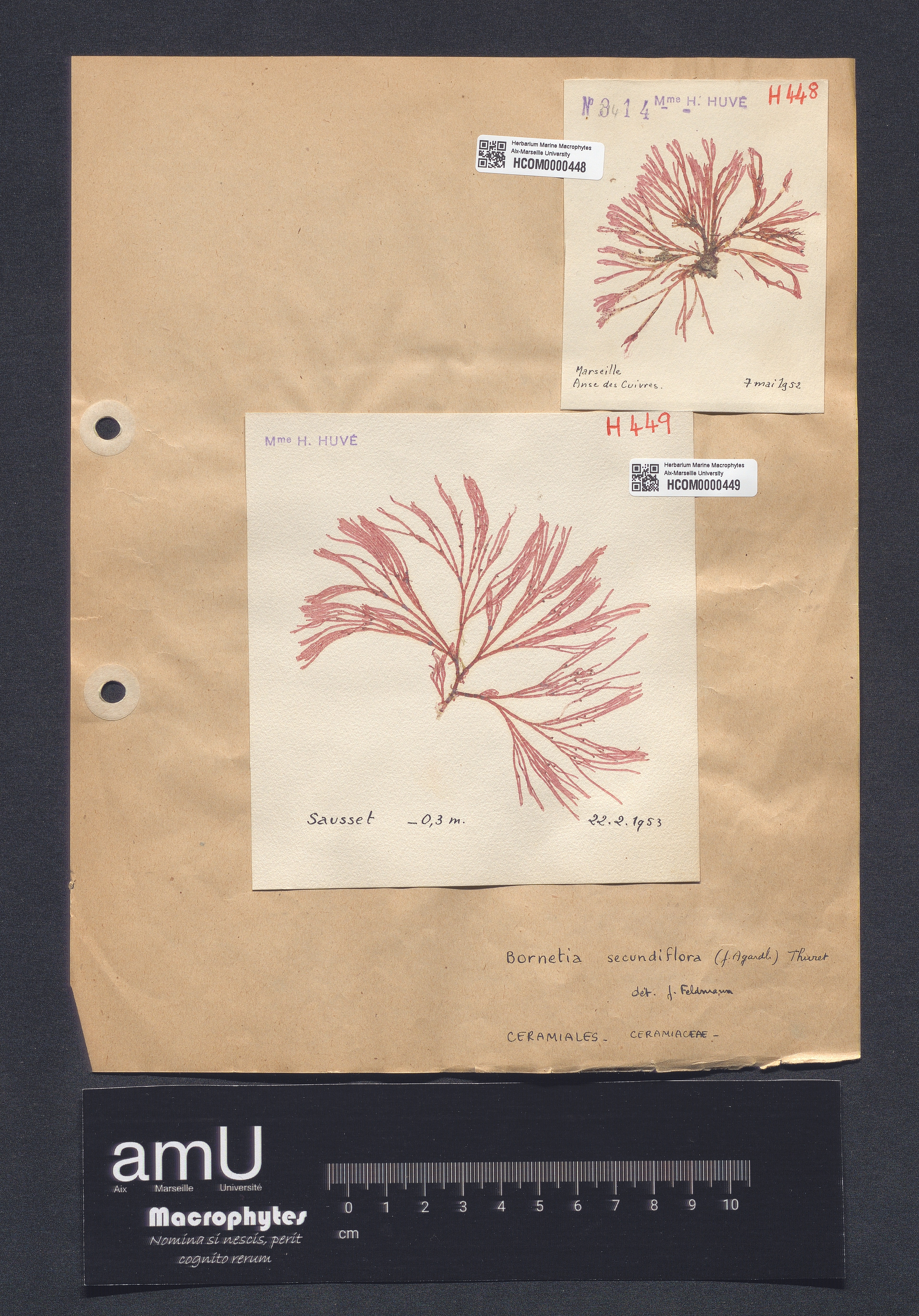 Bornetia secundiflora specimen