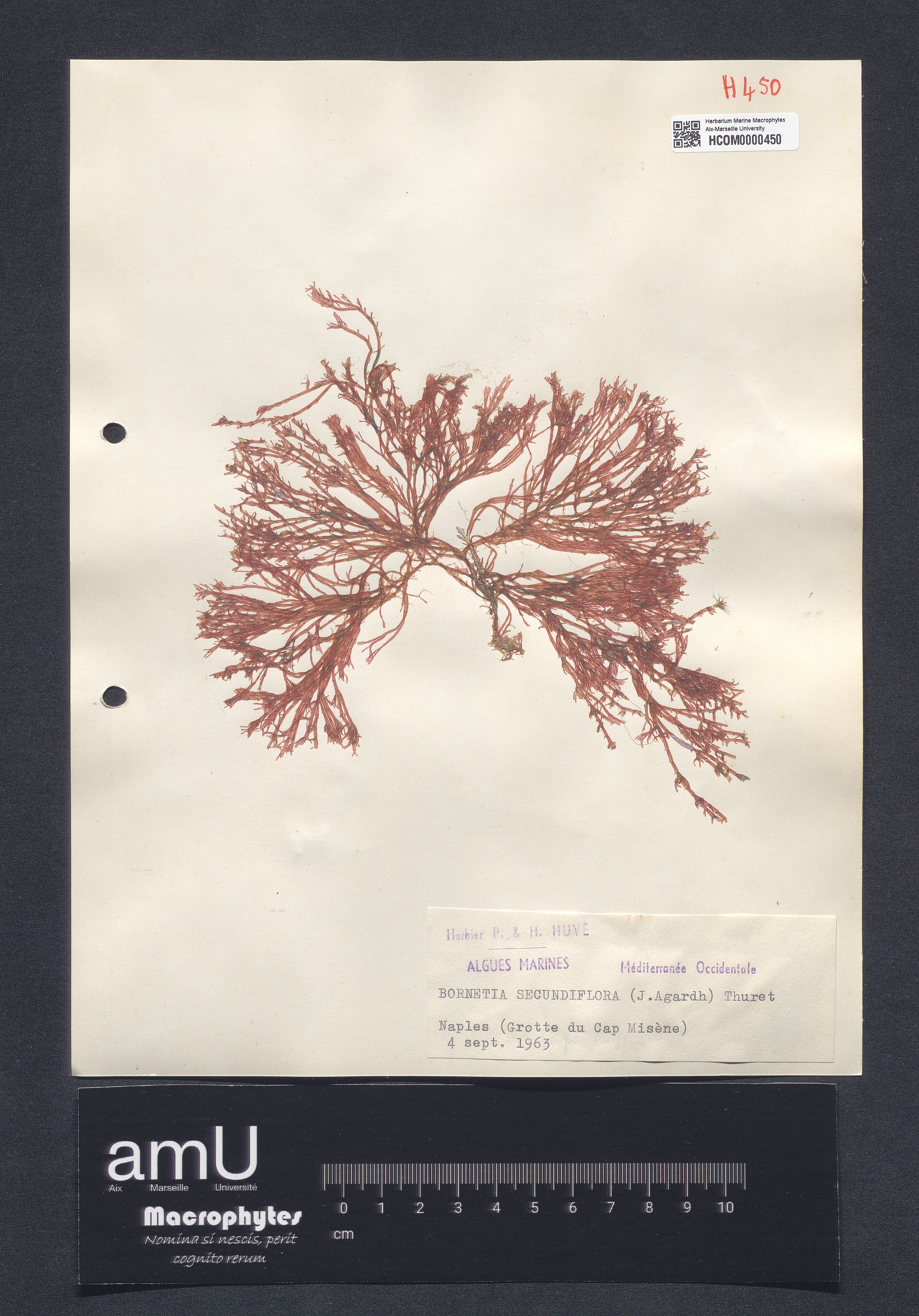 Bornetia secundiflora specimen