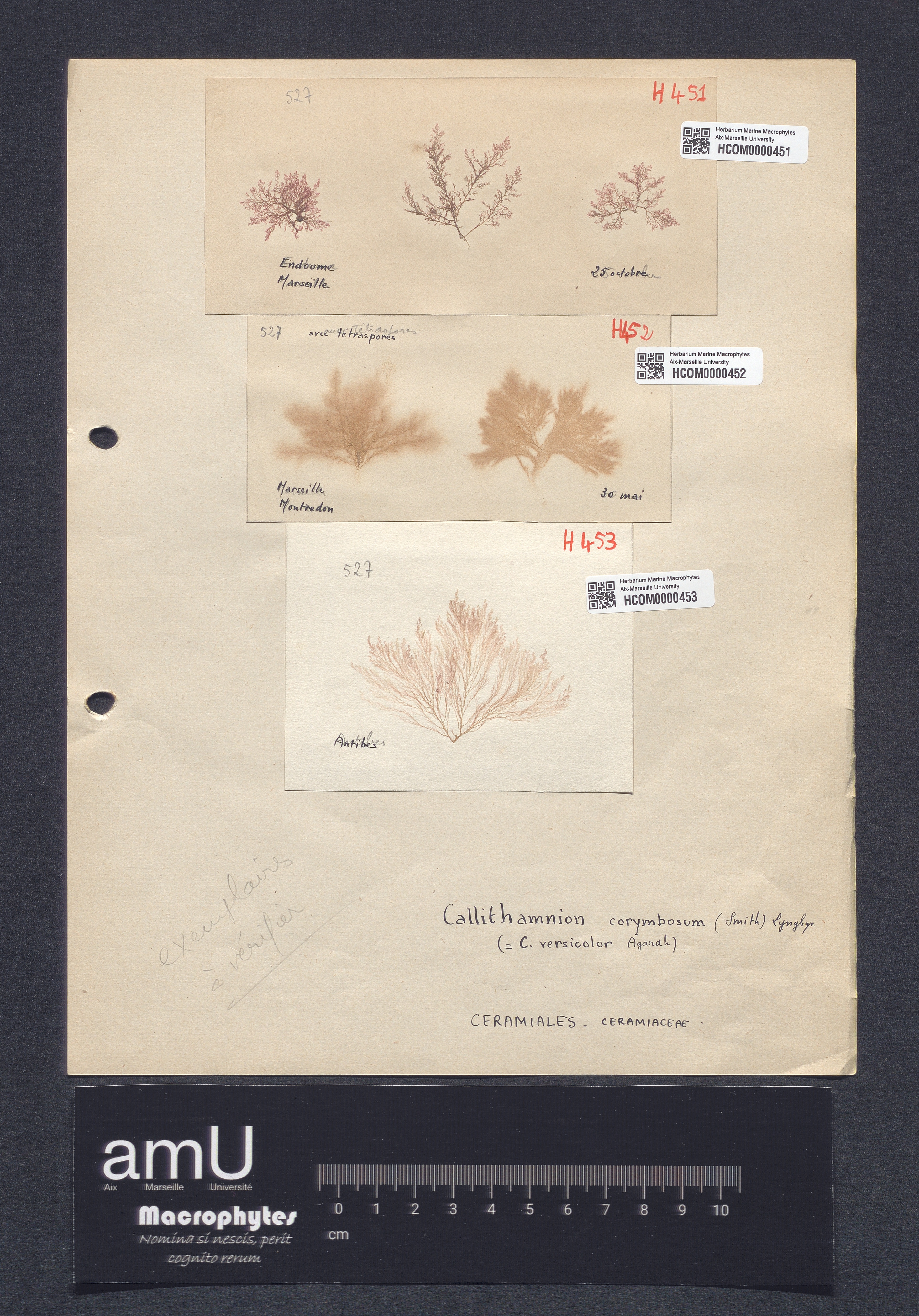 Callithamnion versicolor specimen