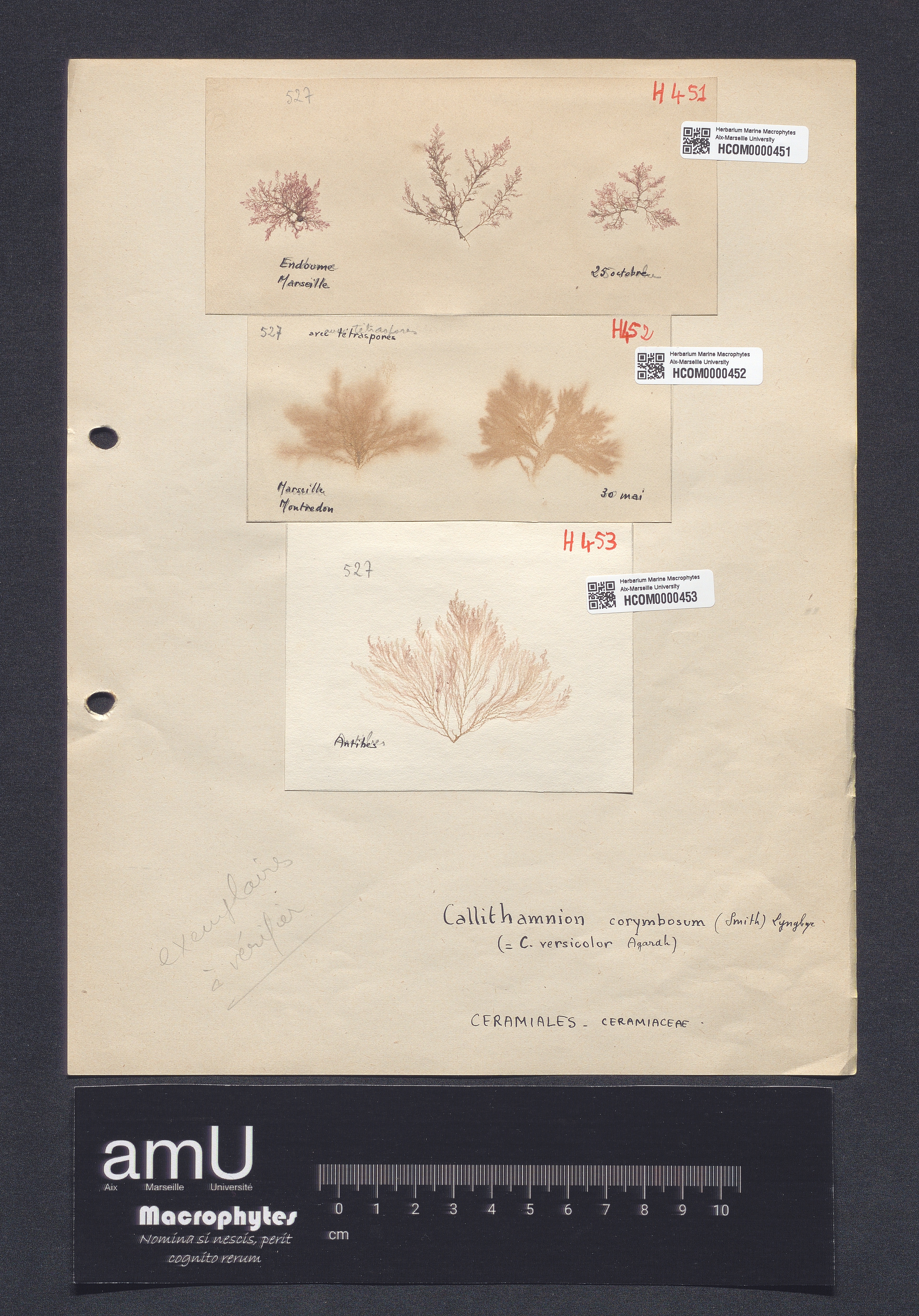Callithamnion versicolor specimen