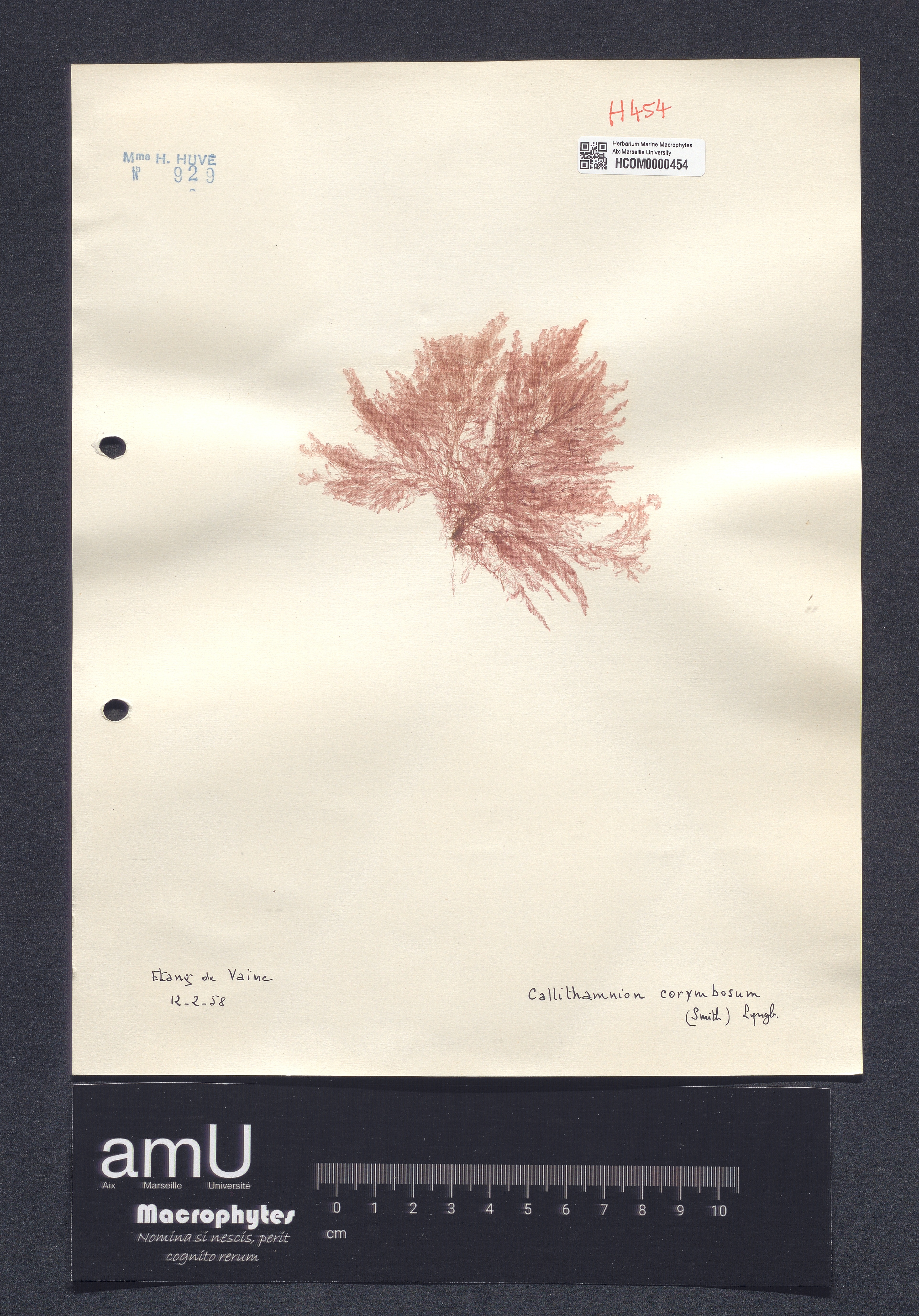 Callithamnion corymbosum specimen