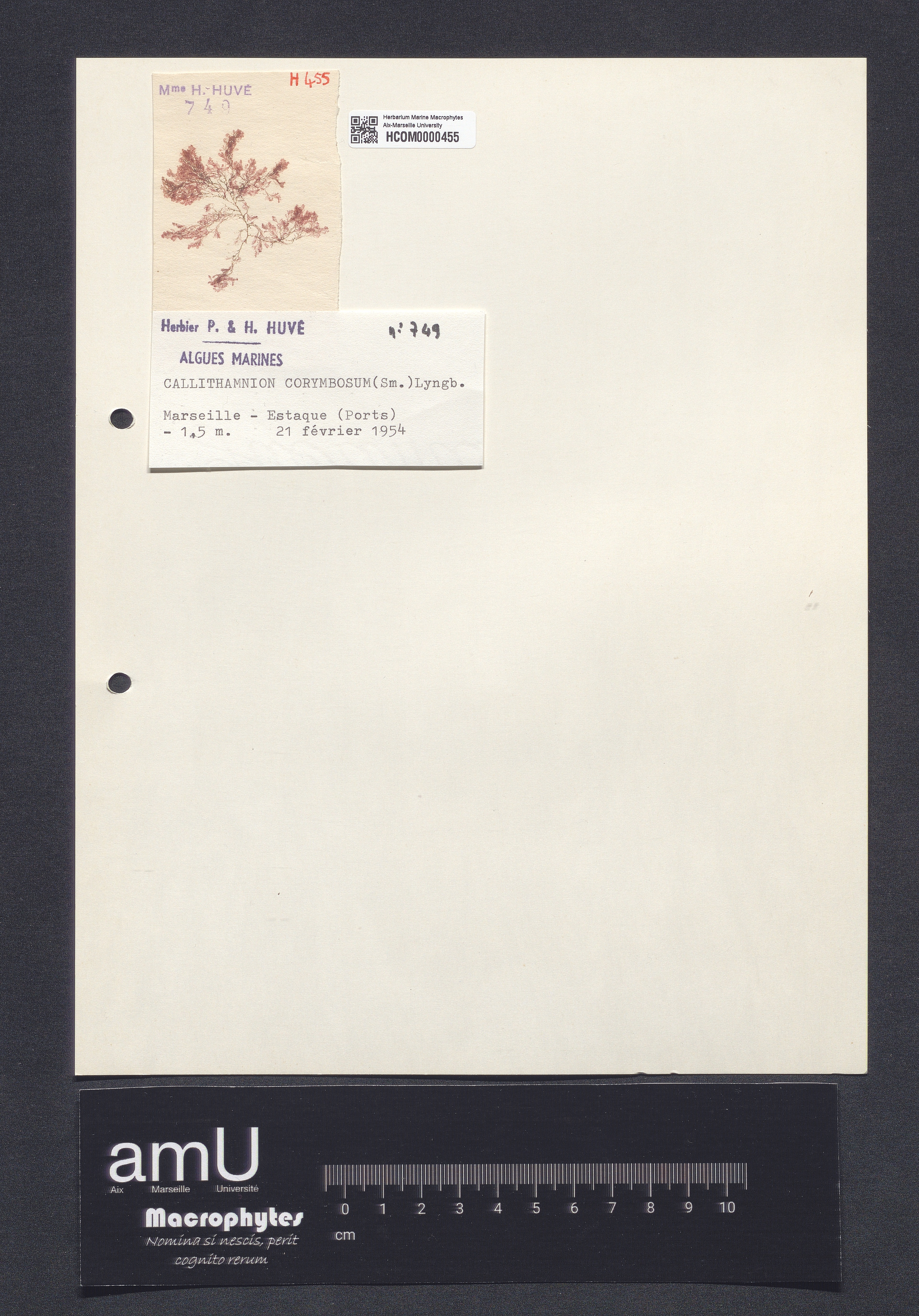 Callithamnion corymbosum specimen