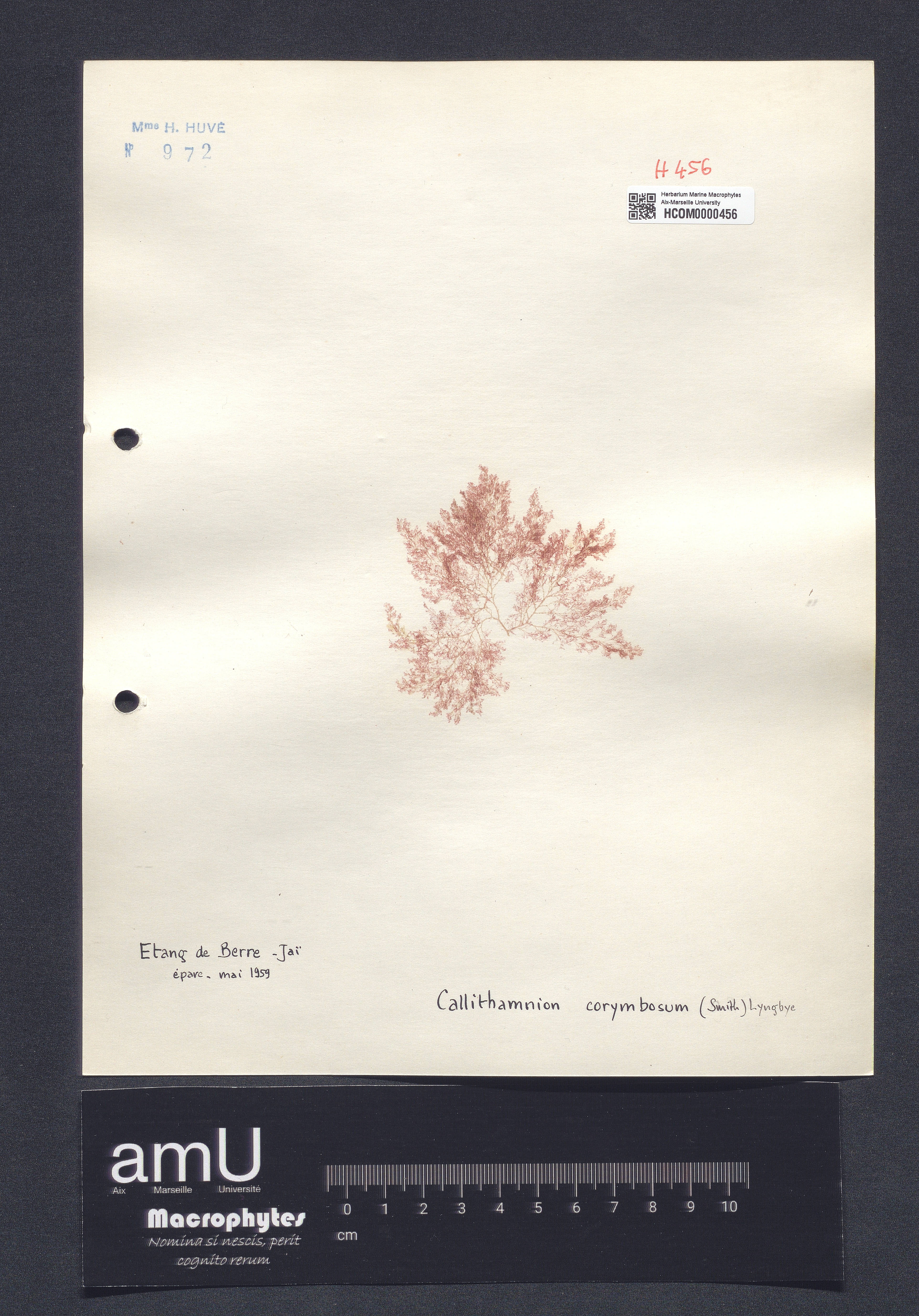 Callithamnion corymbosum specimen