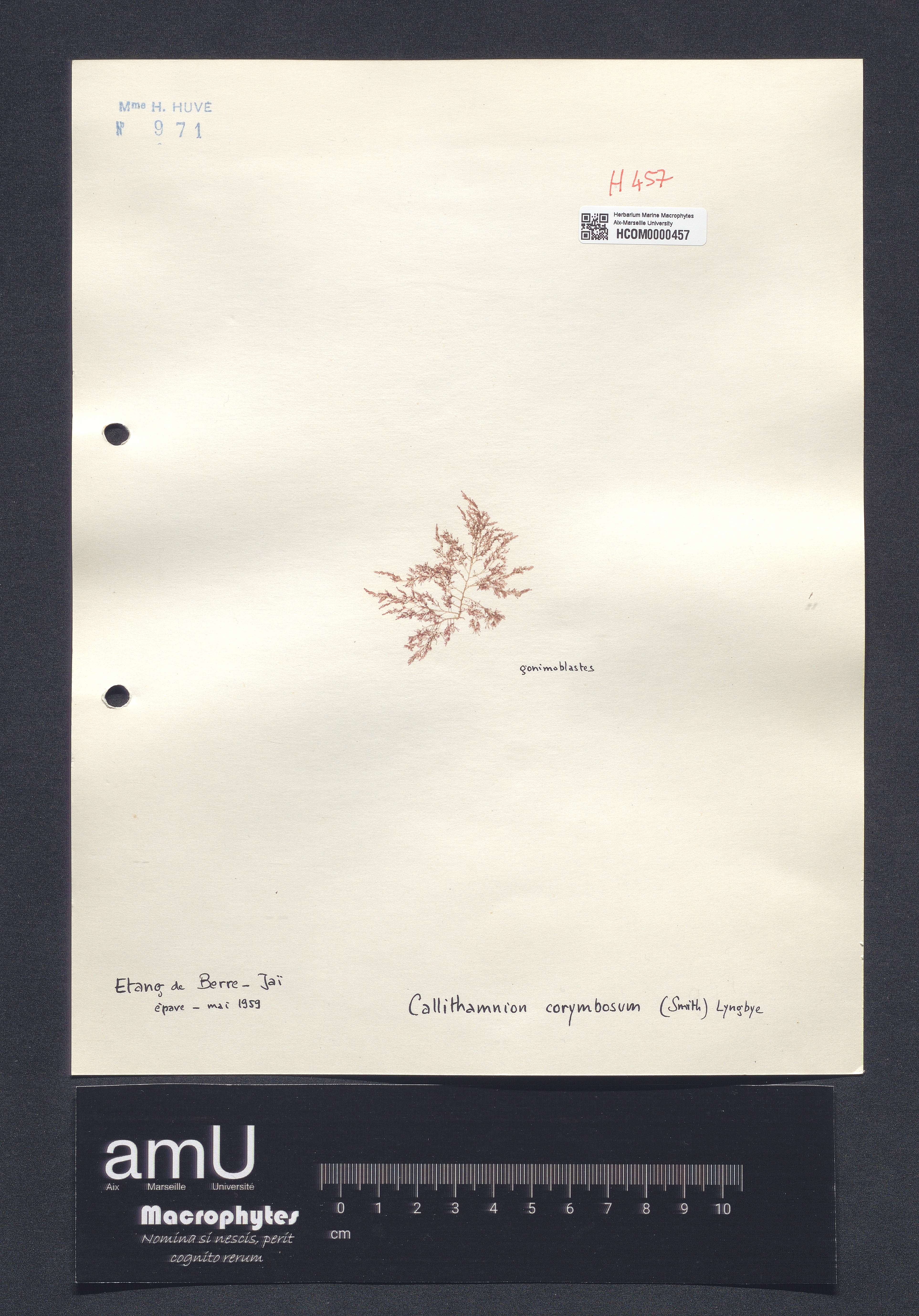 Callithamnion corymbosum specimen
