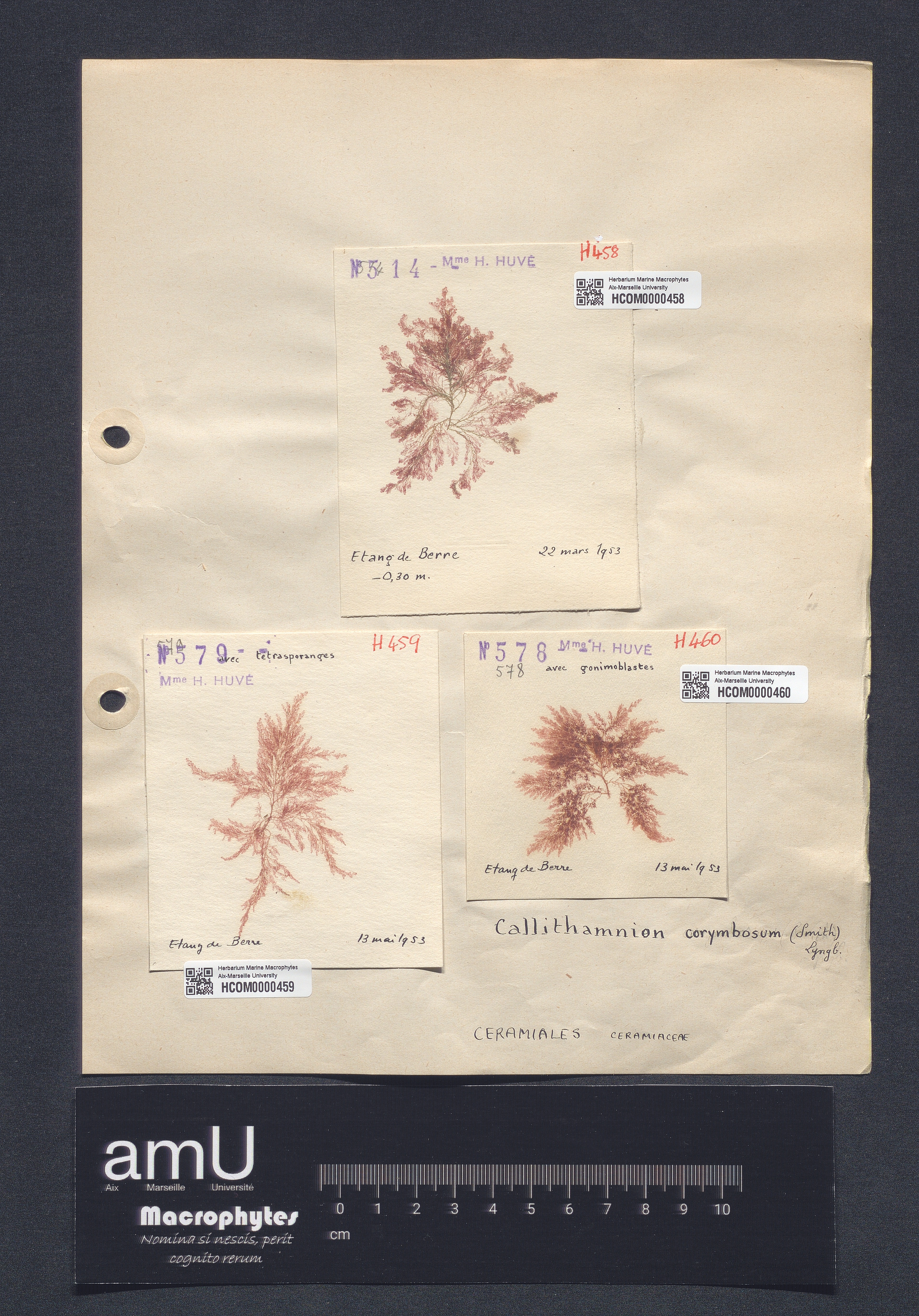 Callithamnion corymbosum specimen