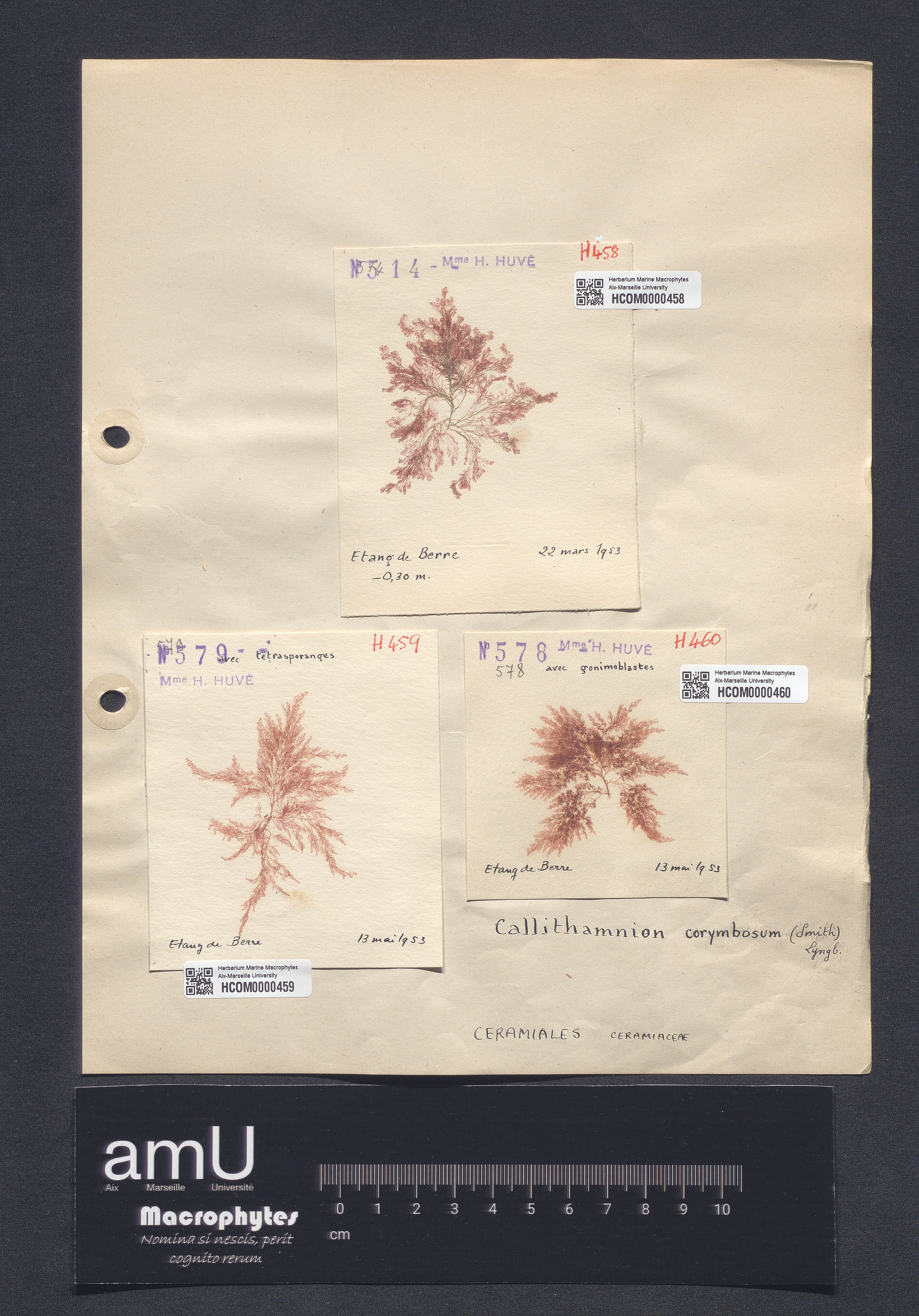 Callithamnion corymbosum specimen