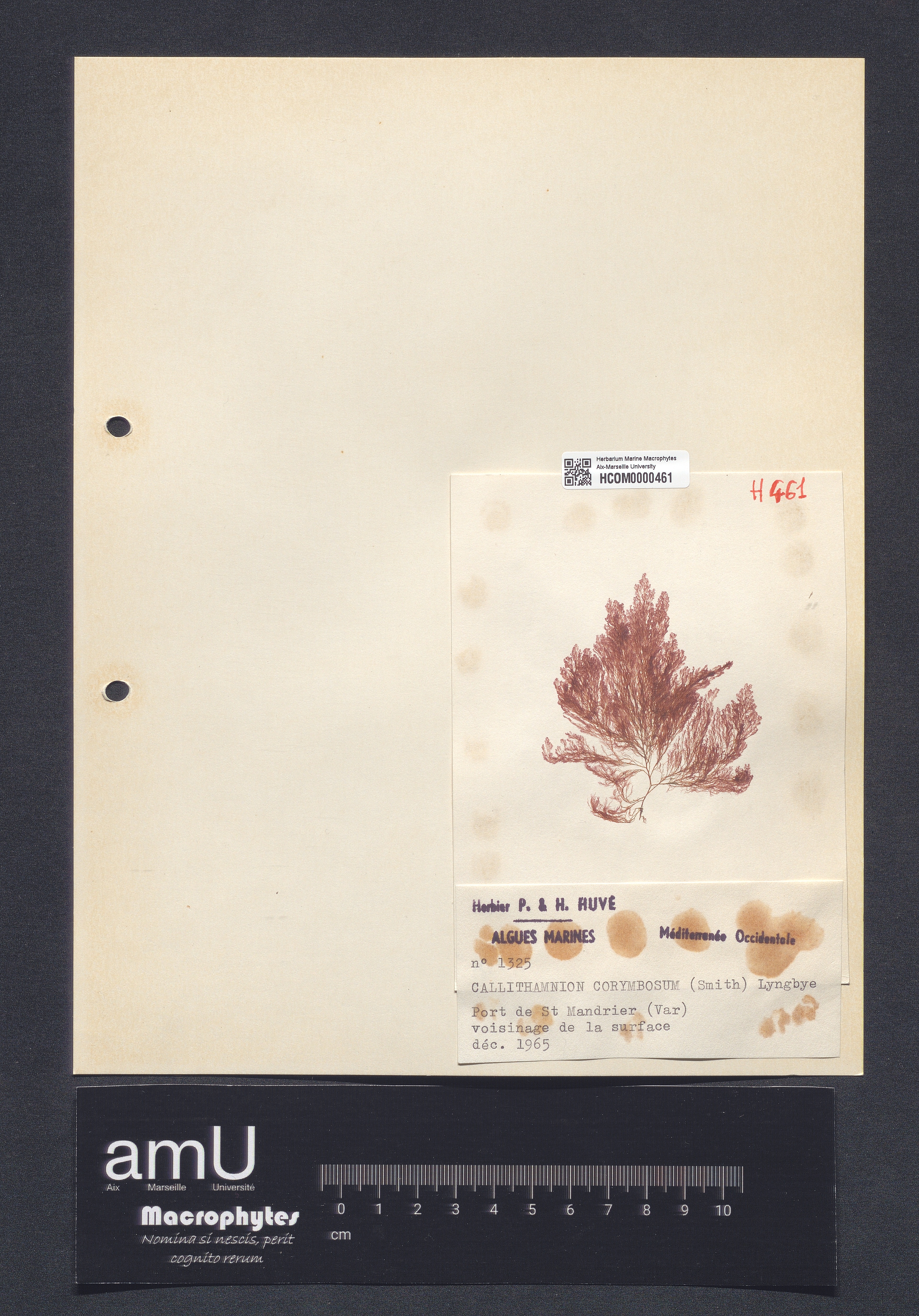 Callithamnion corymbosum specimen