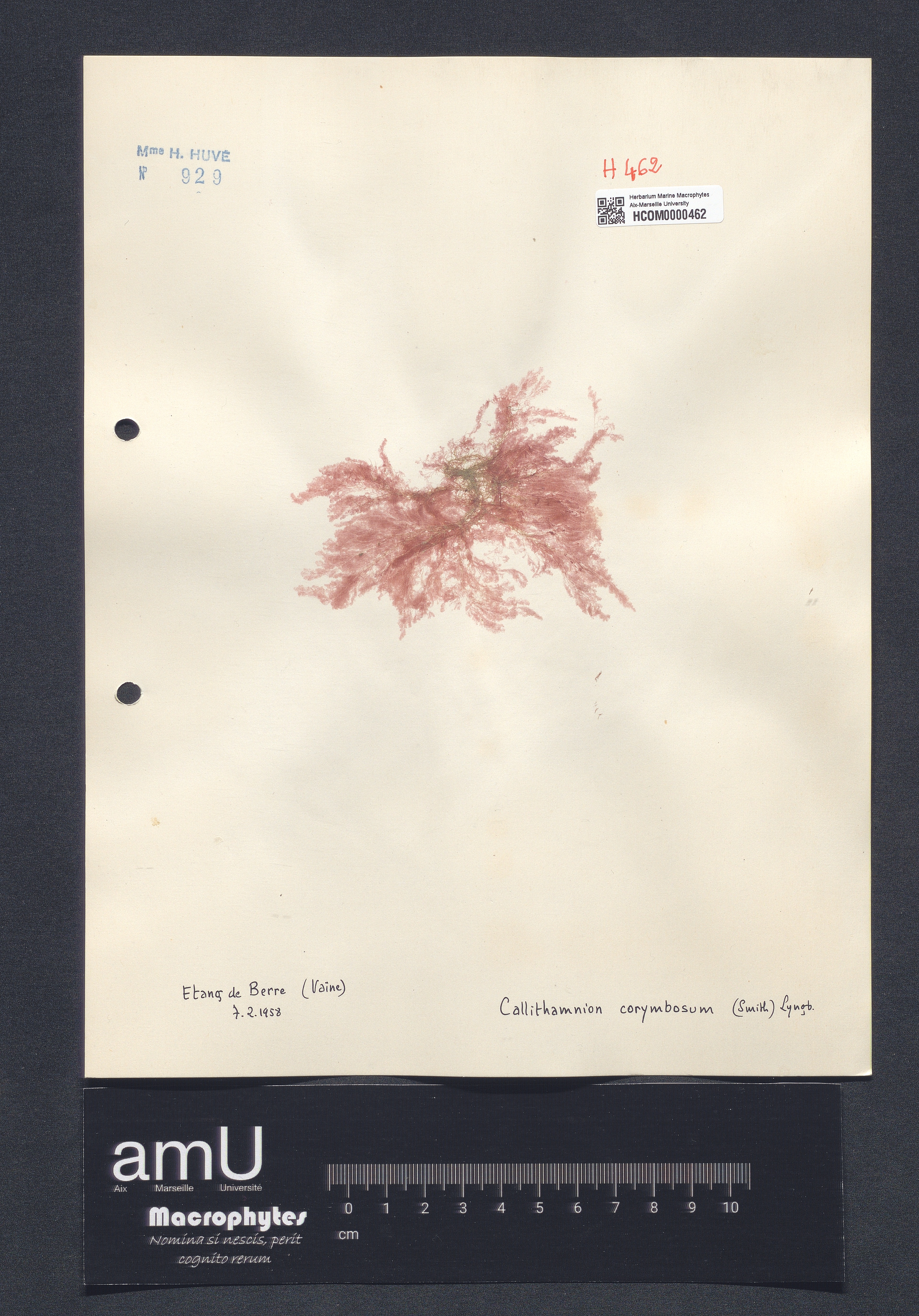 Callithamnion corymbosum specimen