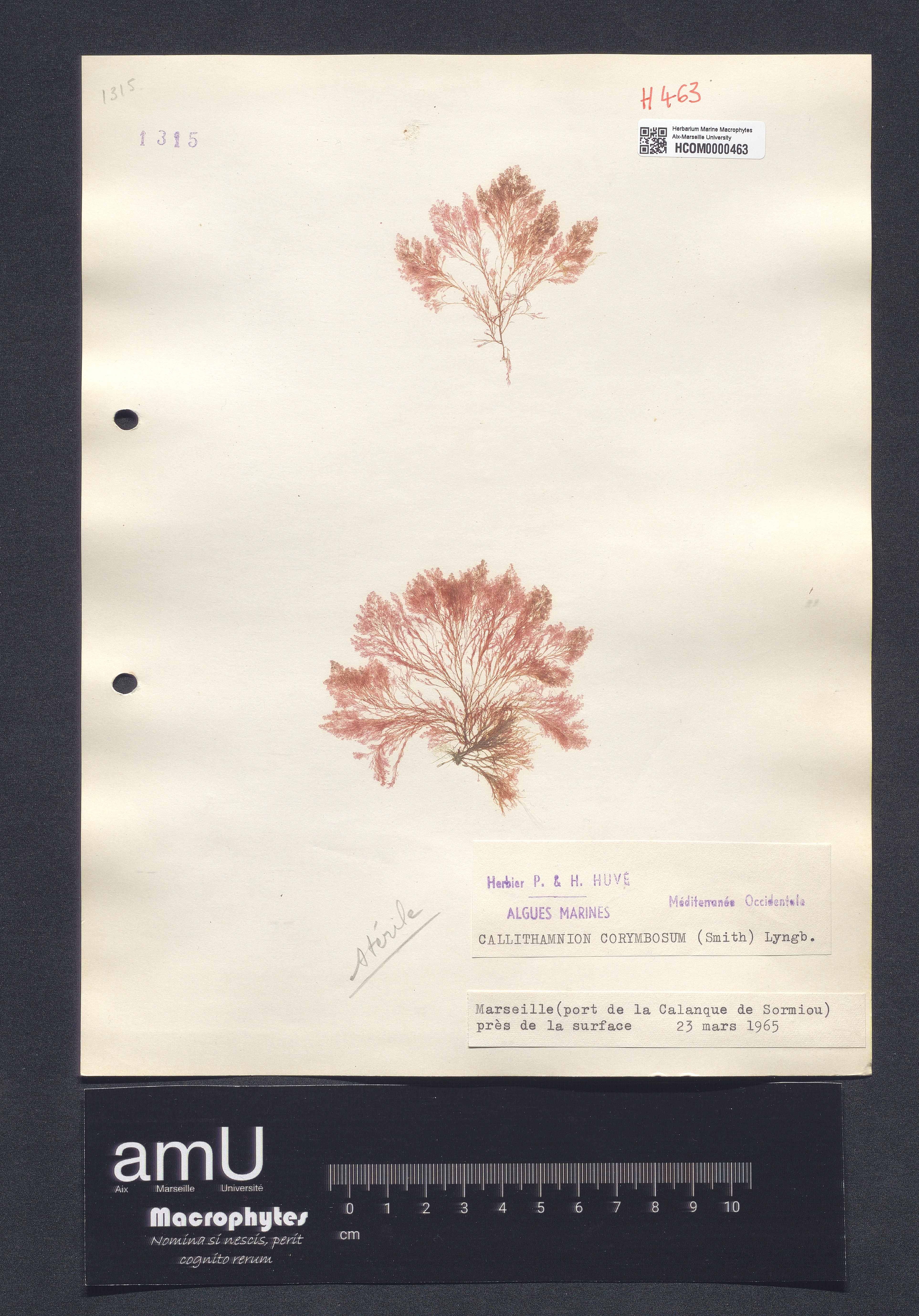 Callithamnion corymbosum specimen