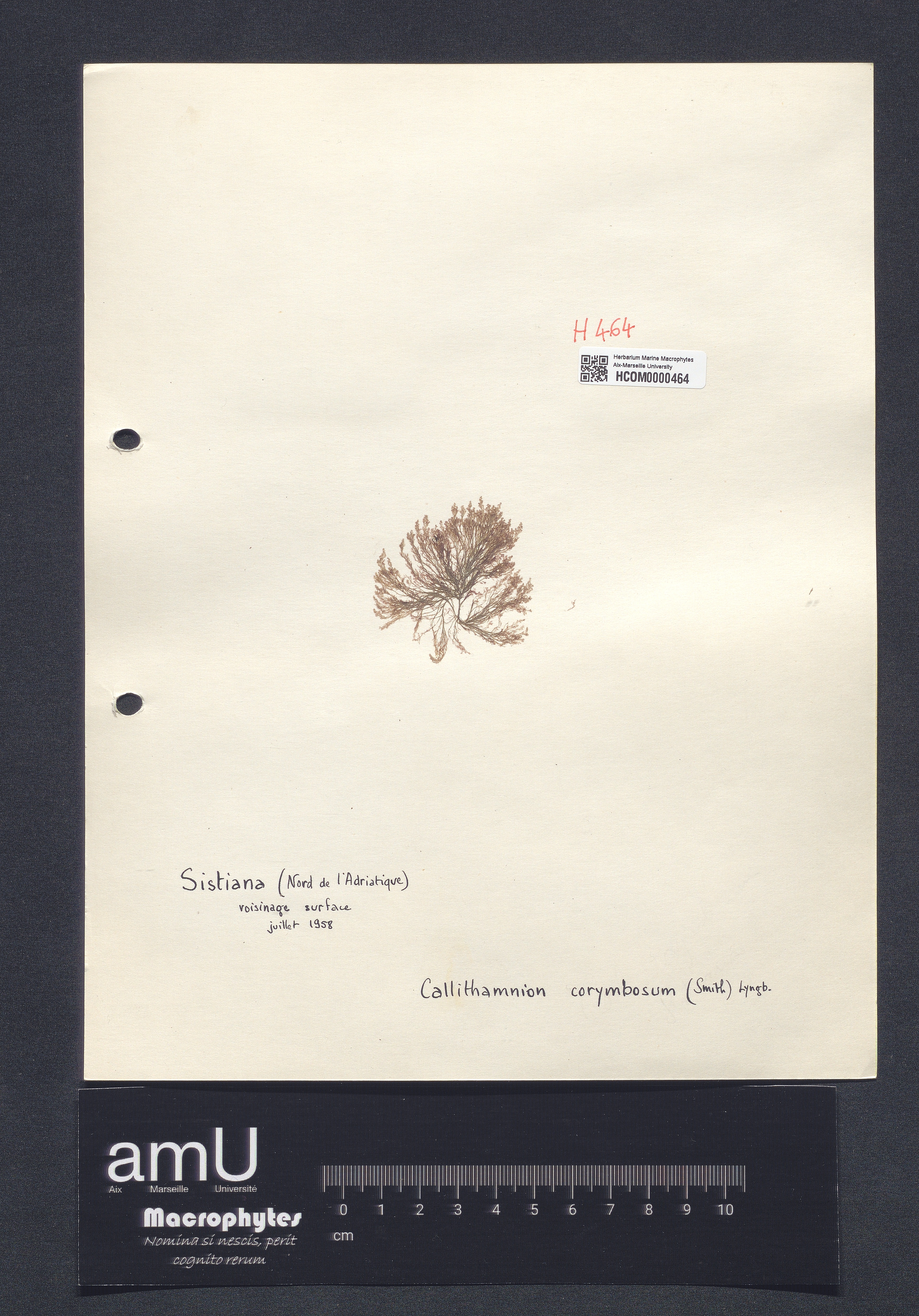 Callithamnion corymbosum specimen