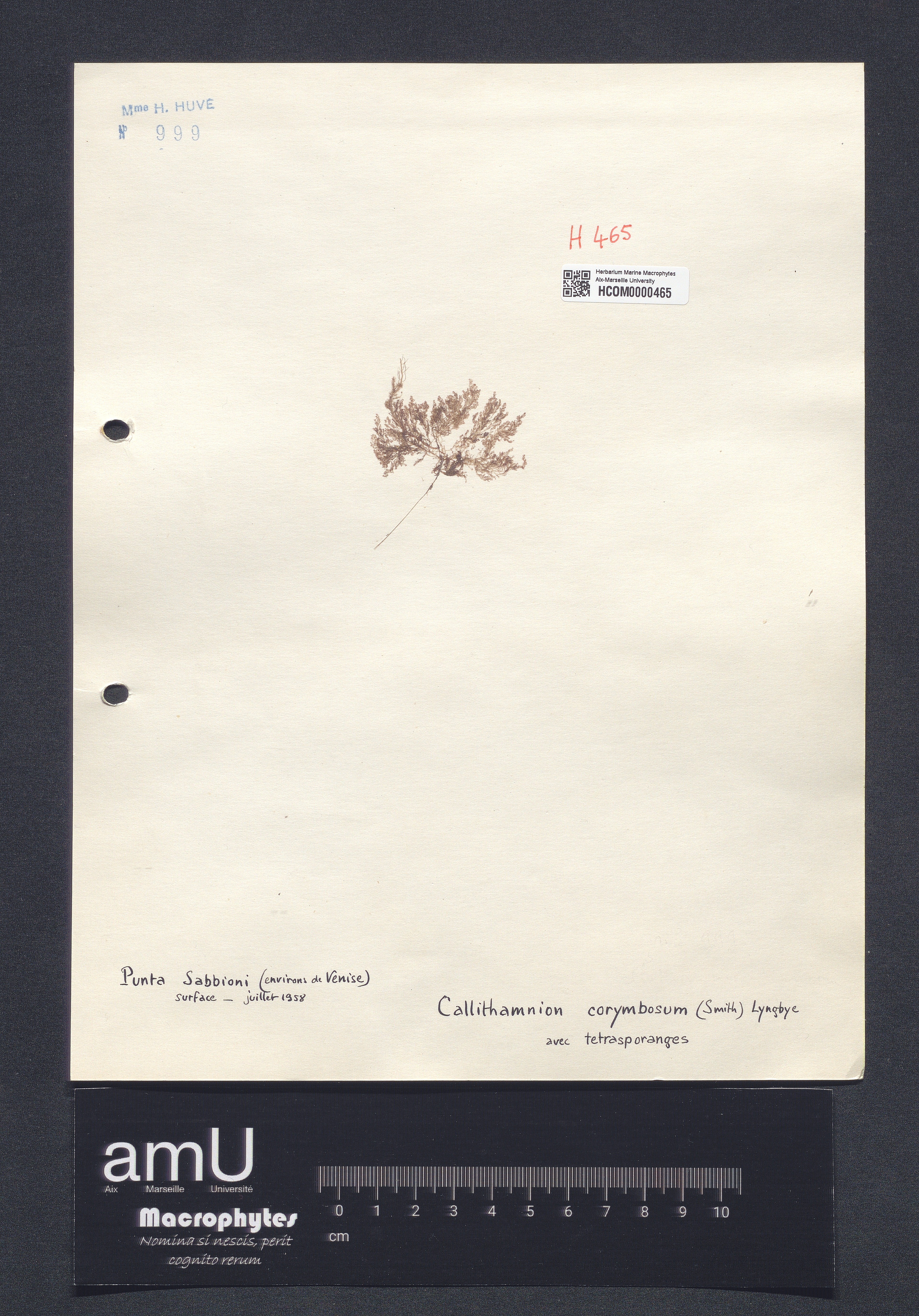 Callithamnion corymbosum specimen