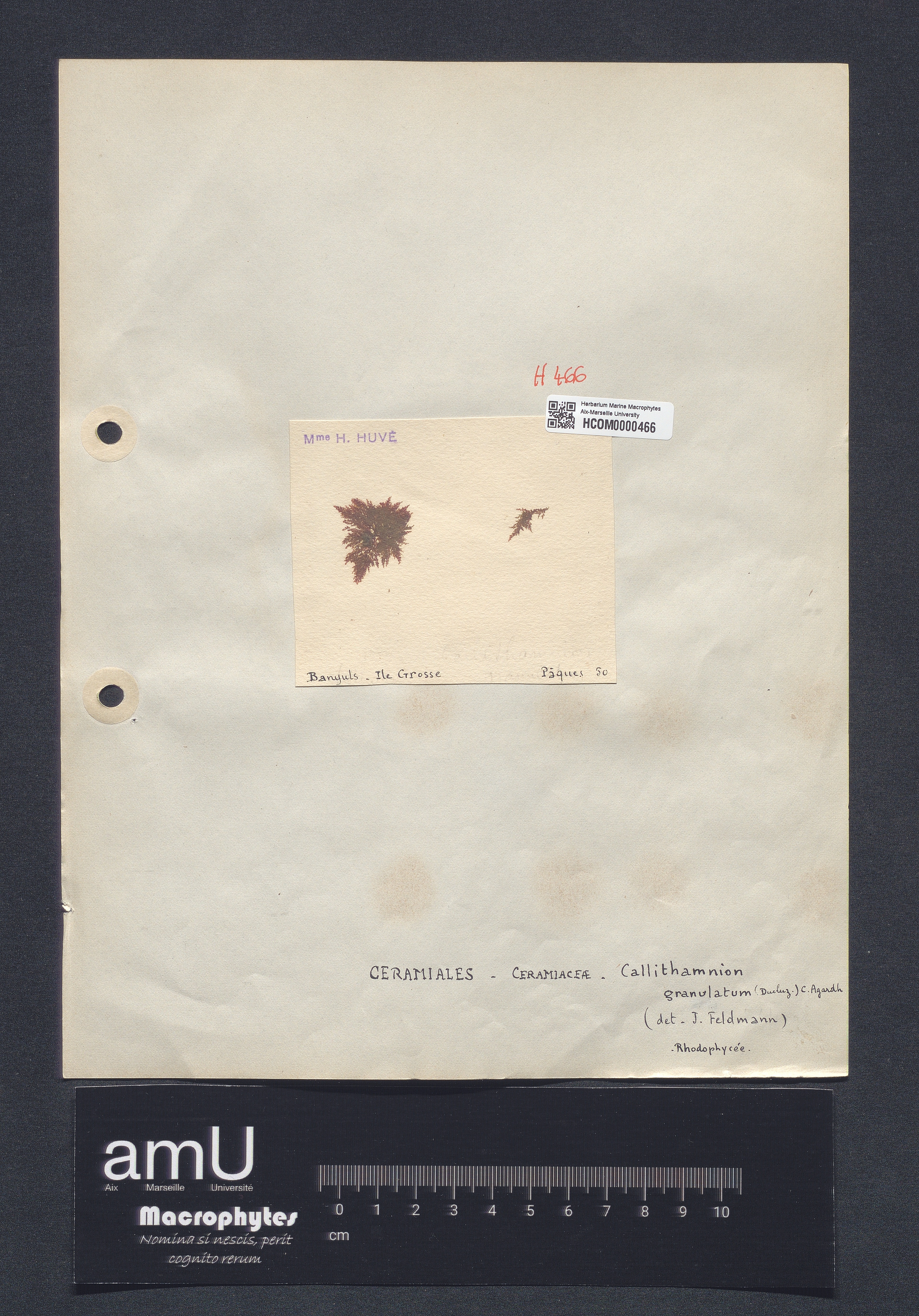 Callithamnion granulatum specimen