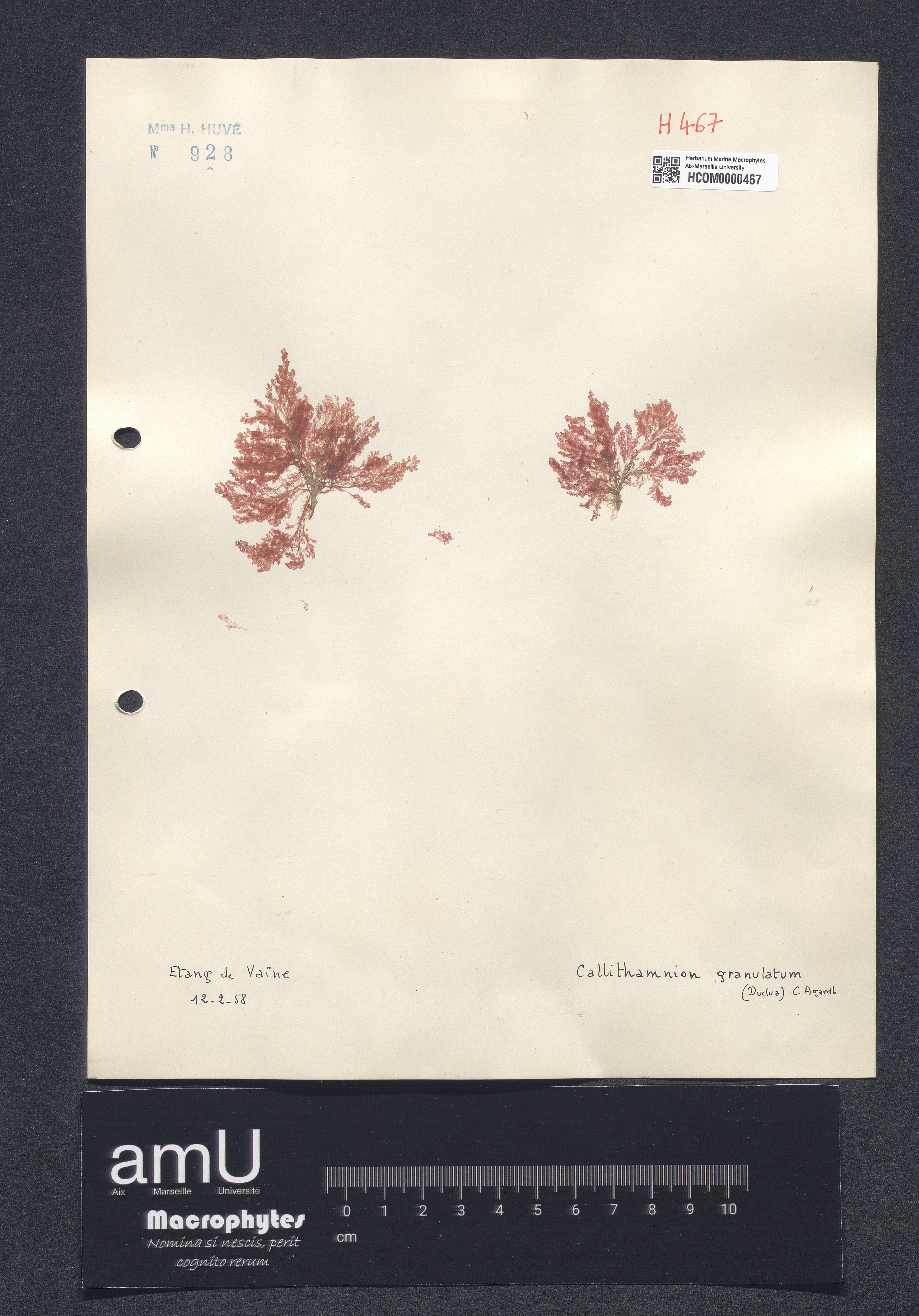 Callithamnion granulatum specimen