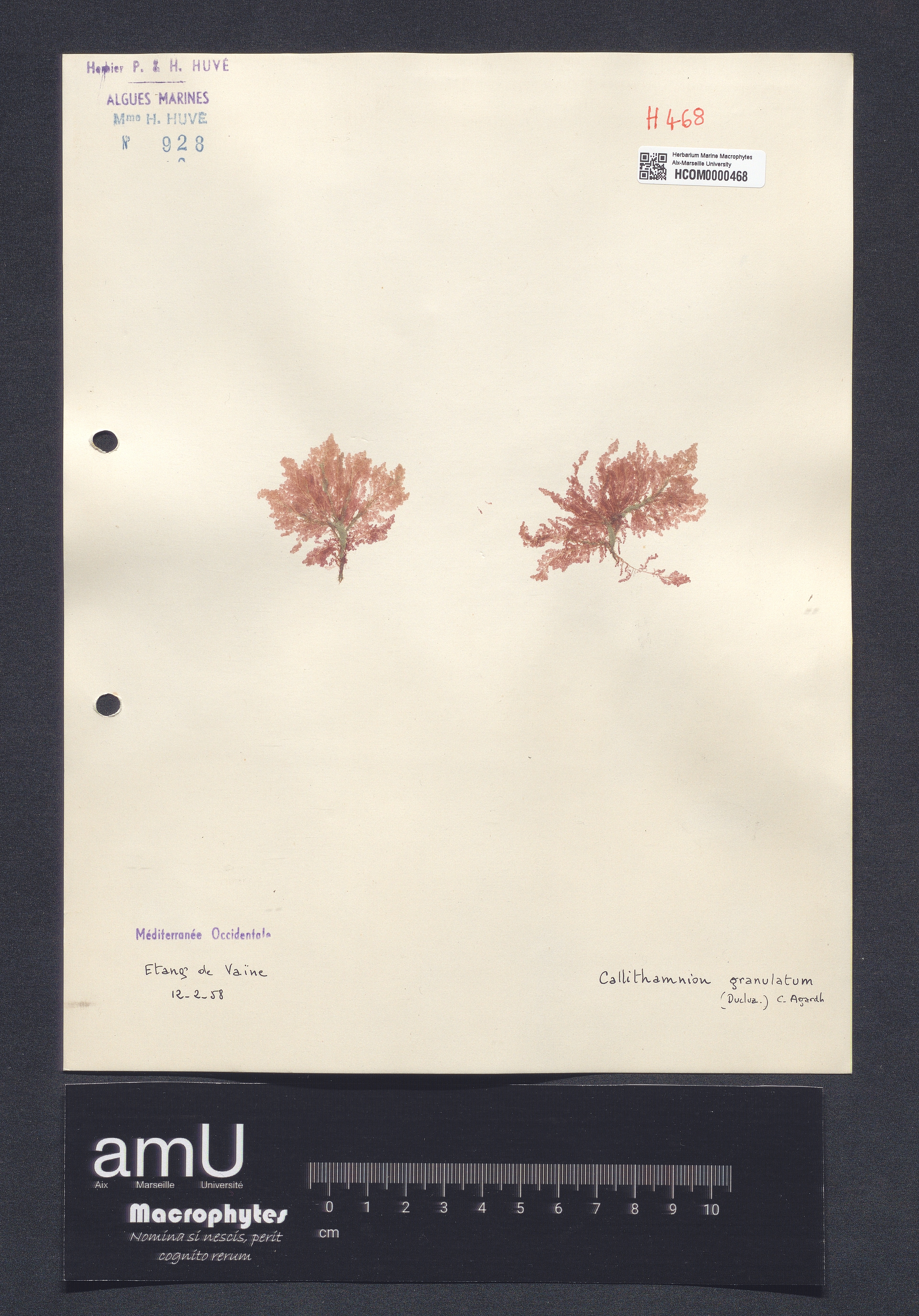 Callithamnion granulatum specimen