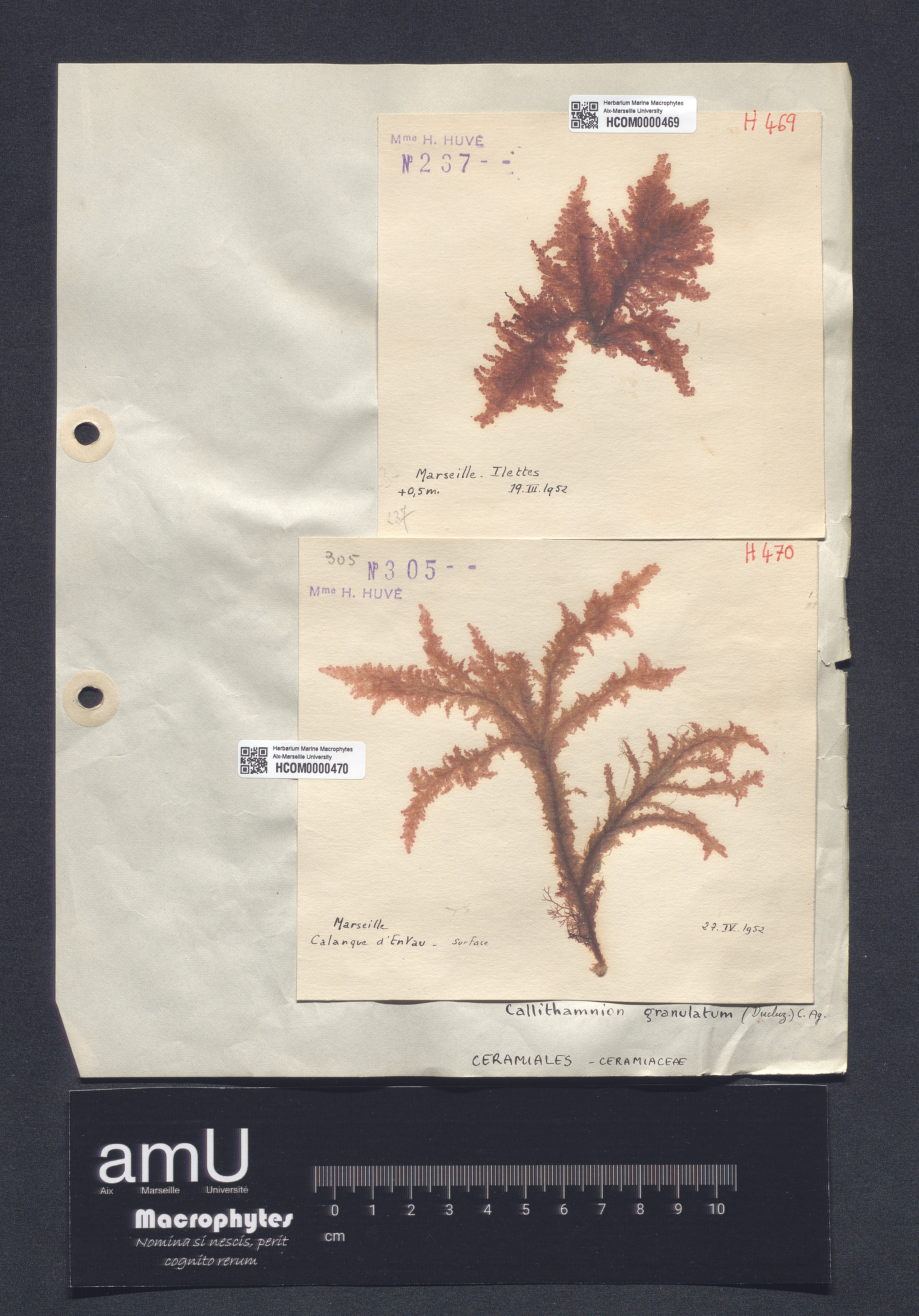 Callithamnion granulatum specimen