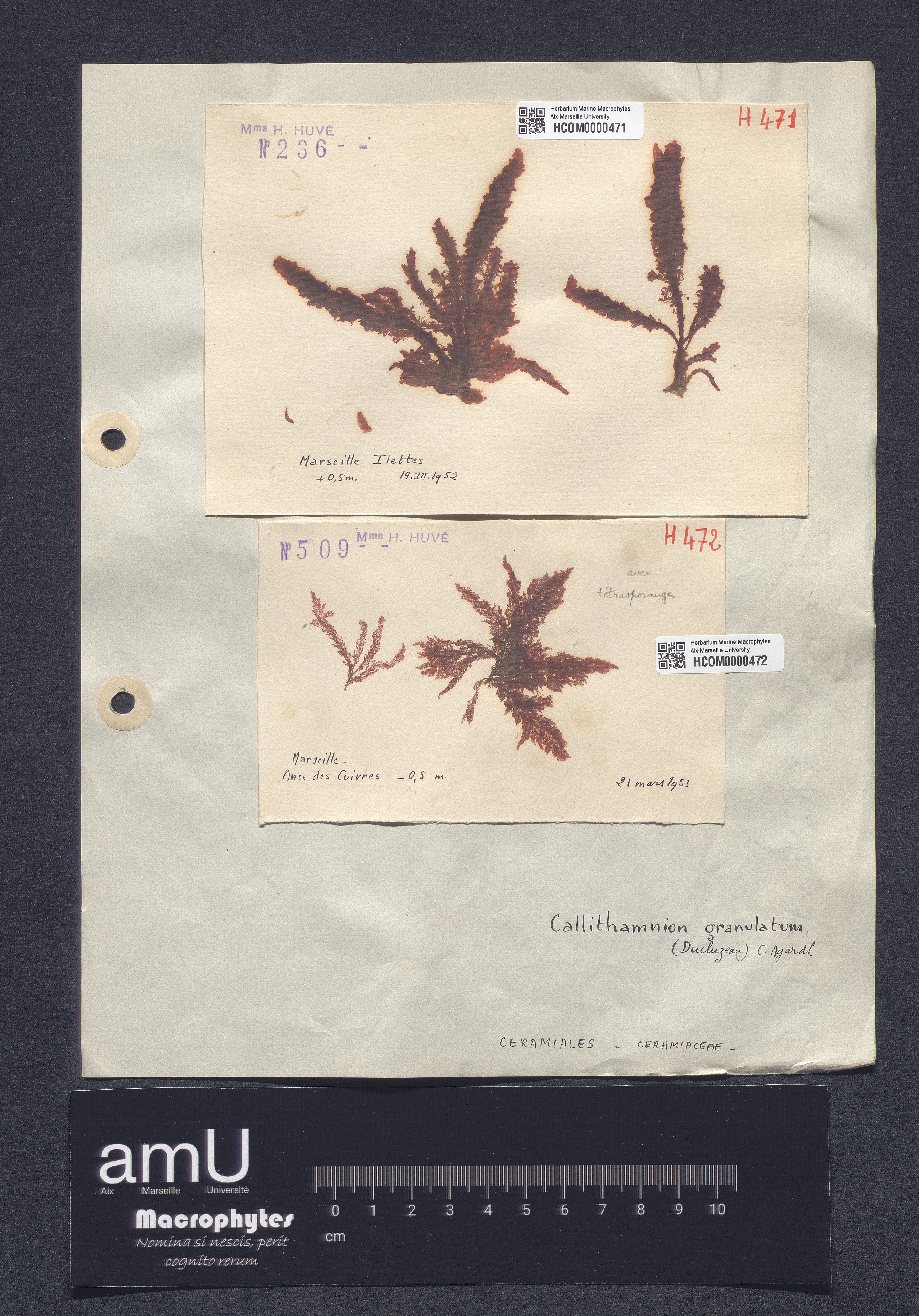 Callithamnion granulatum specimen